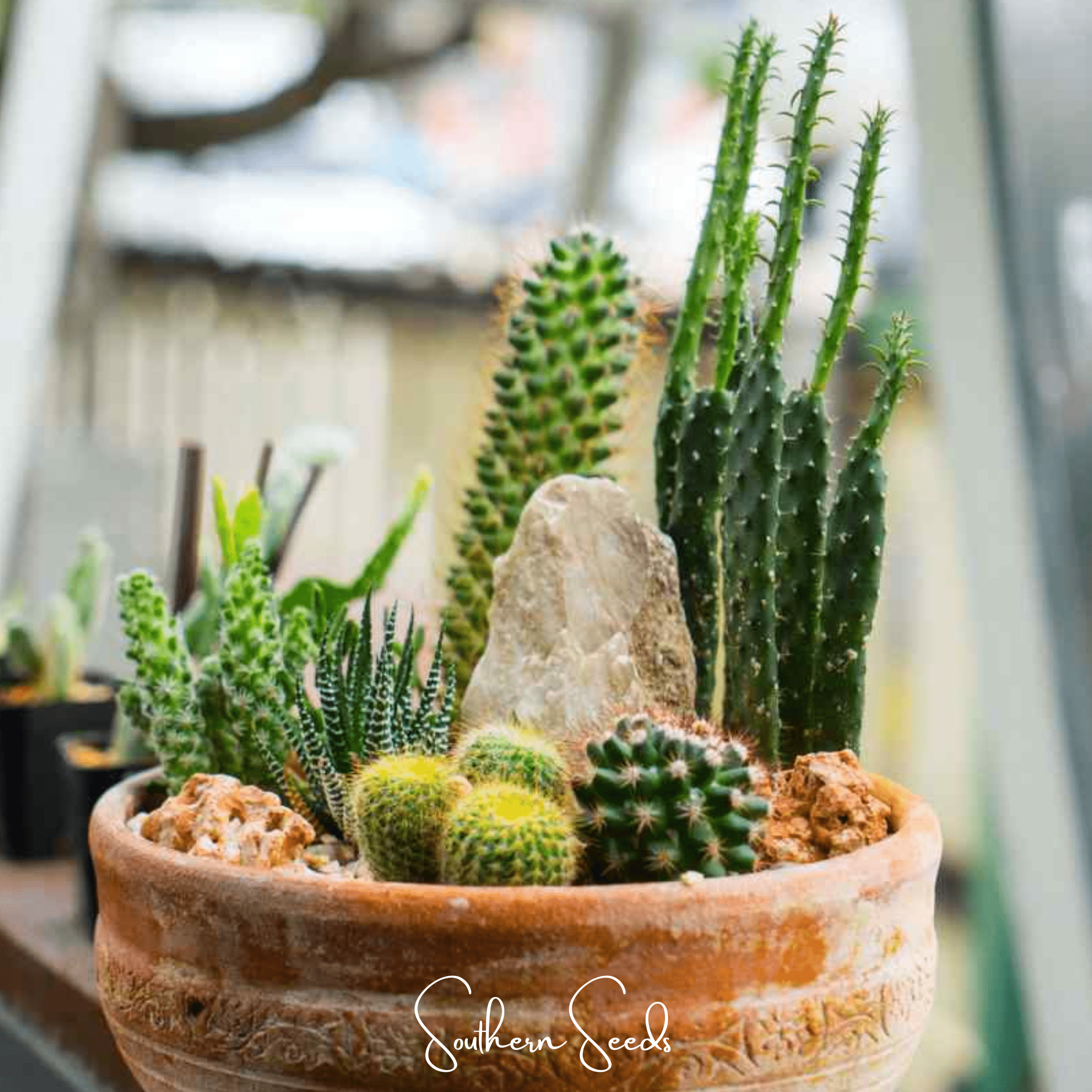 Cactus Mix – 30 Seeds