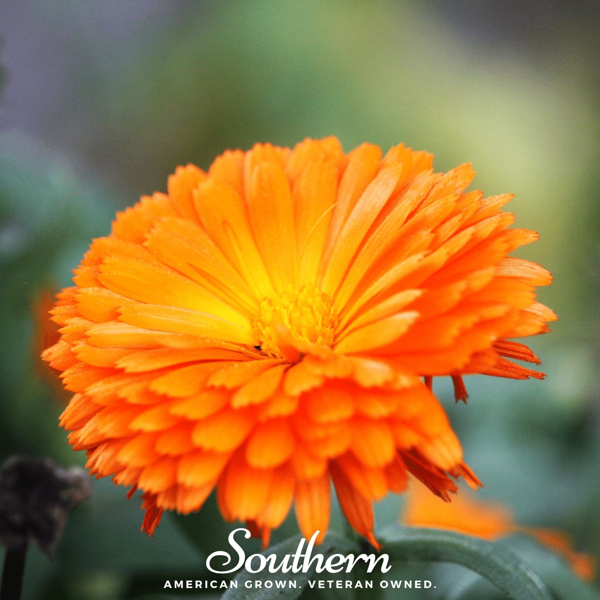 Orange King Calendula – 100 Seeds