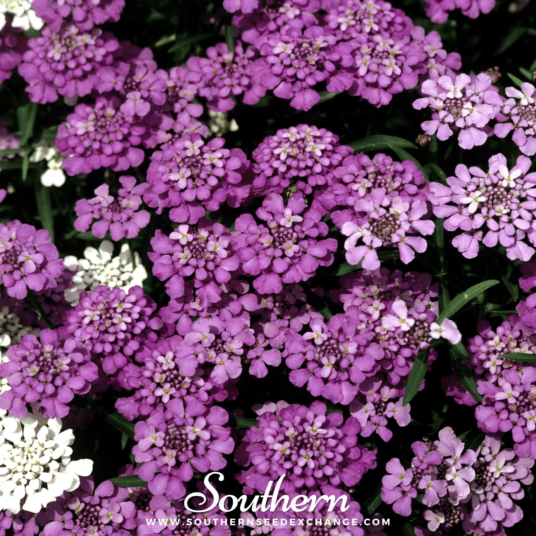 Globe Annual Candytuft – 50 Seeds