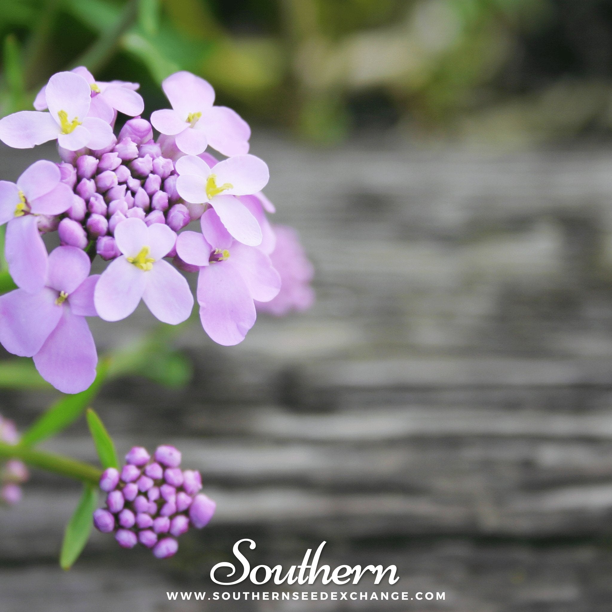 Globe Annual Candytuft – 50 Seeds