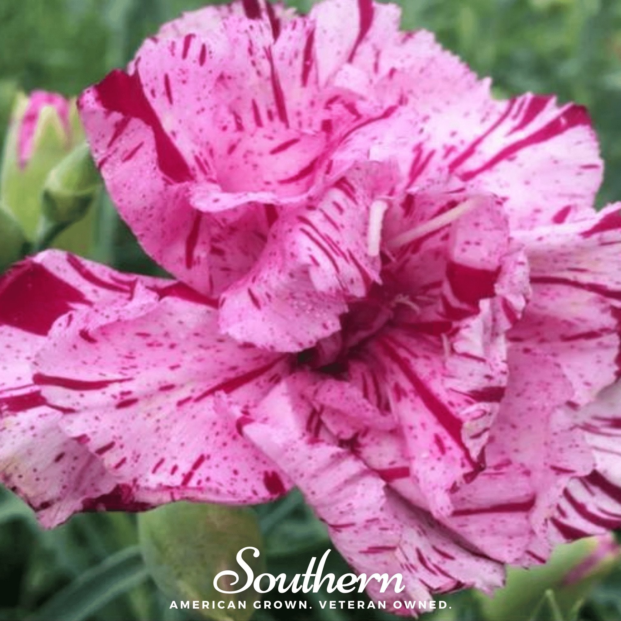 Chabaud Picotee Carnation Mix – 25 Seeds