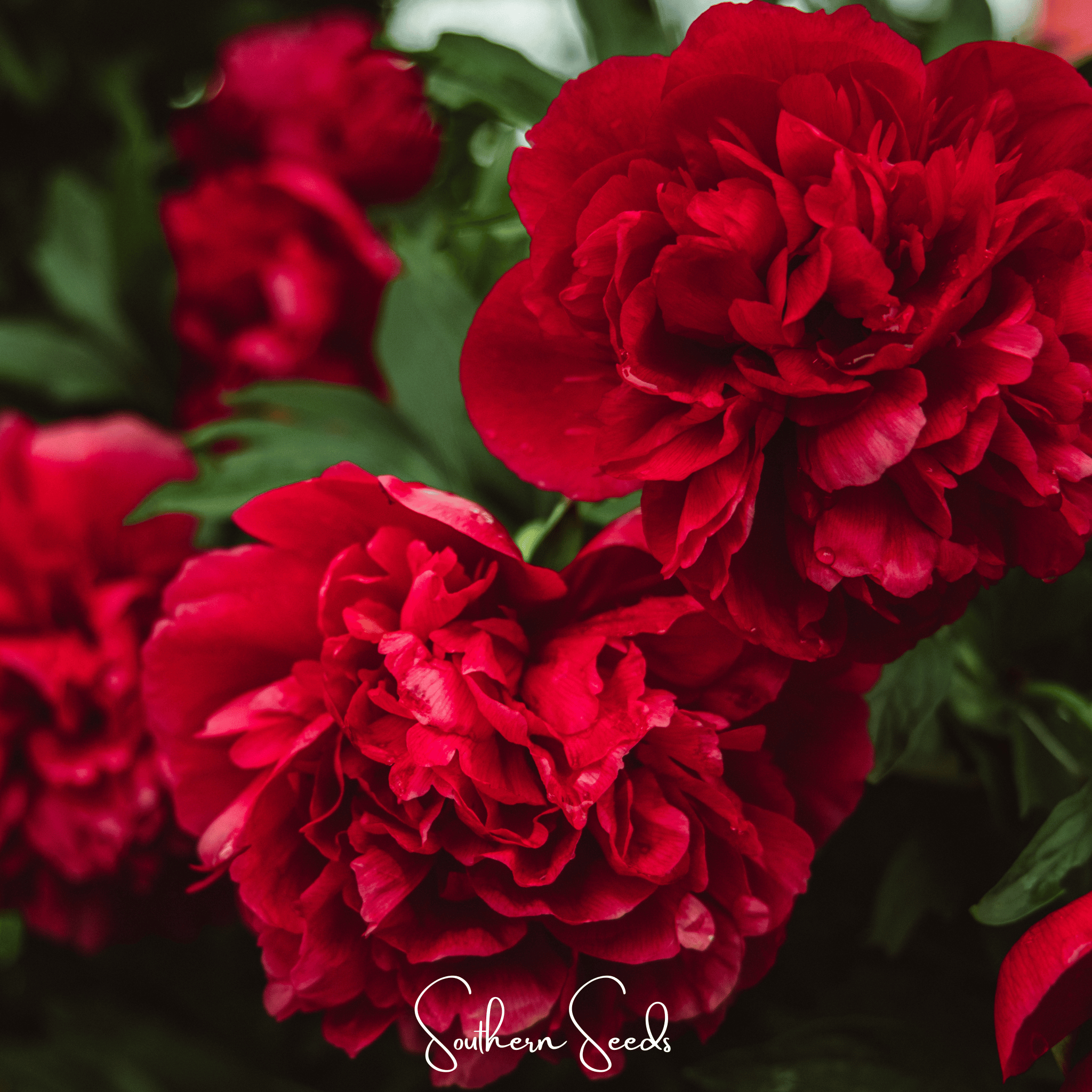 Etincellant Carnation – 25 Seeds