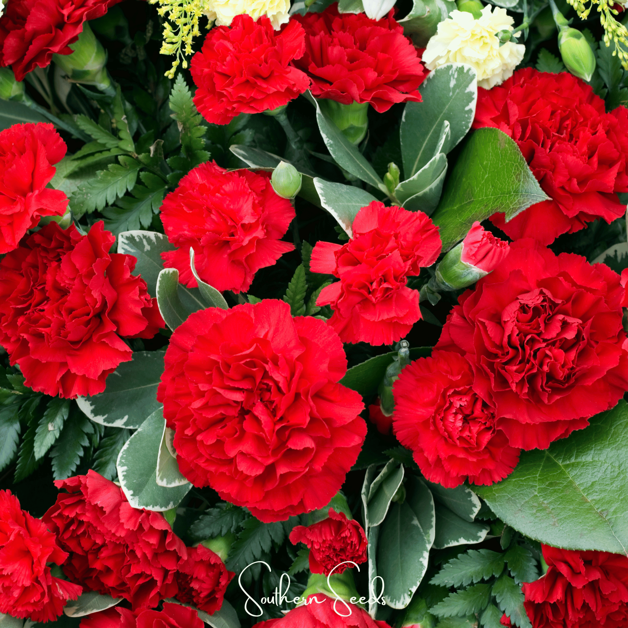 Etincellant Carnation – 25 Seeds