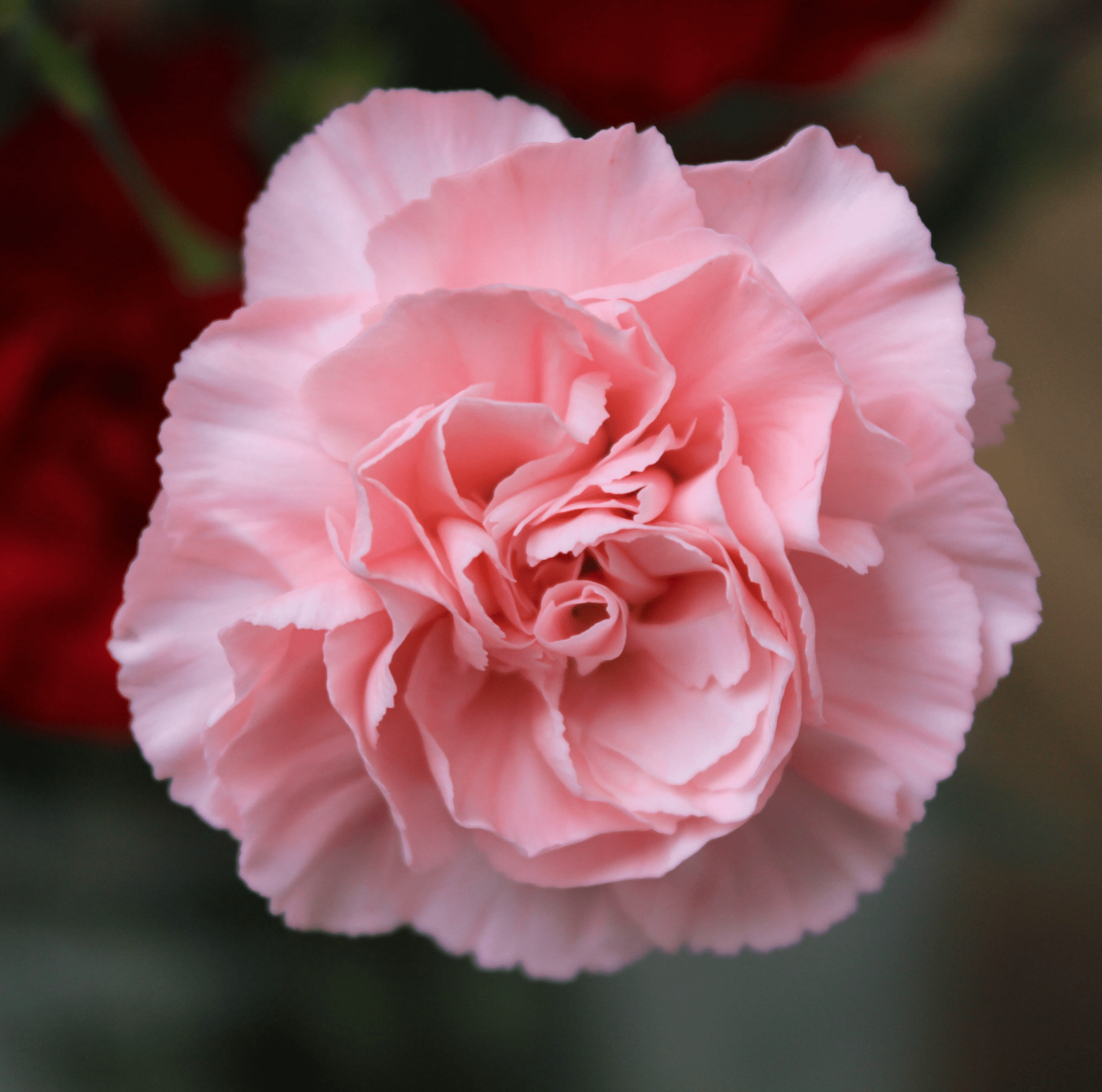 La France Carnation – 50 Seeds