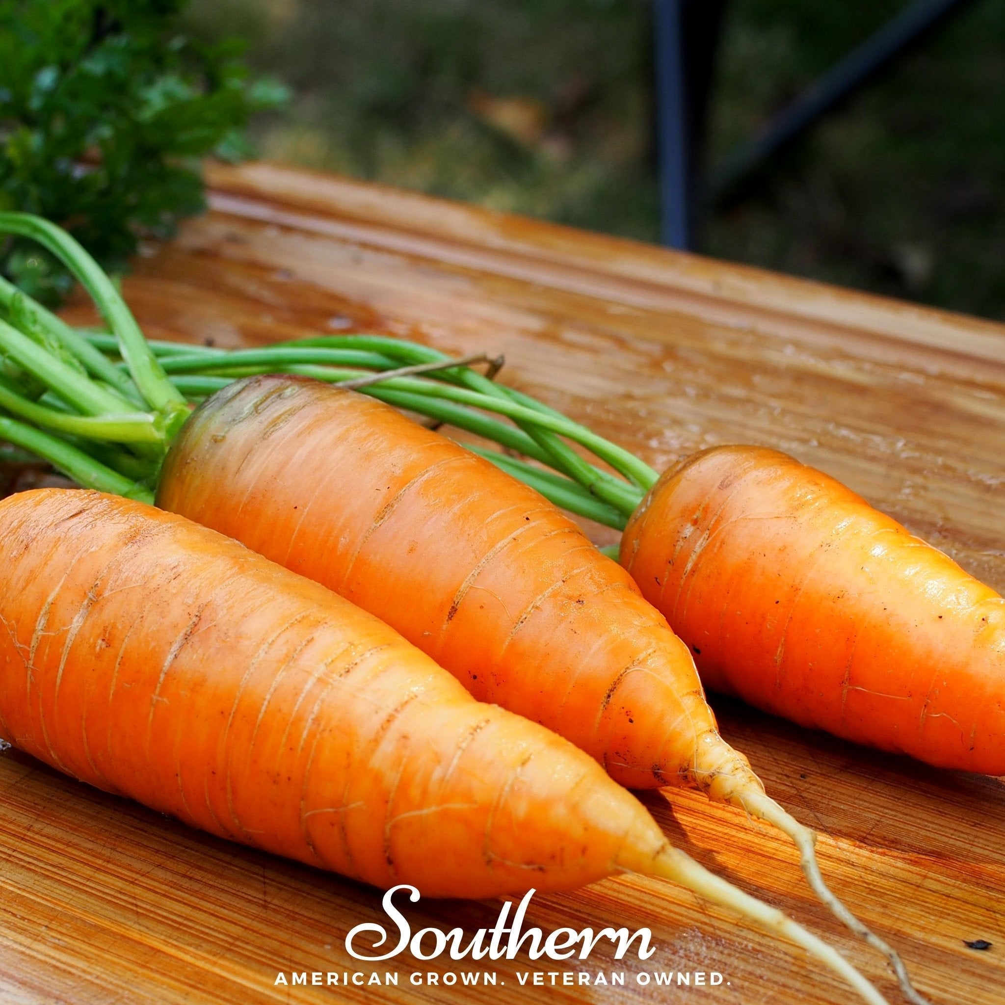 Chantenay Red Core Carrot – 250 Seeds