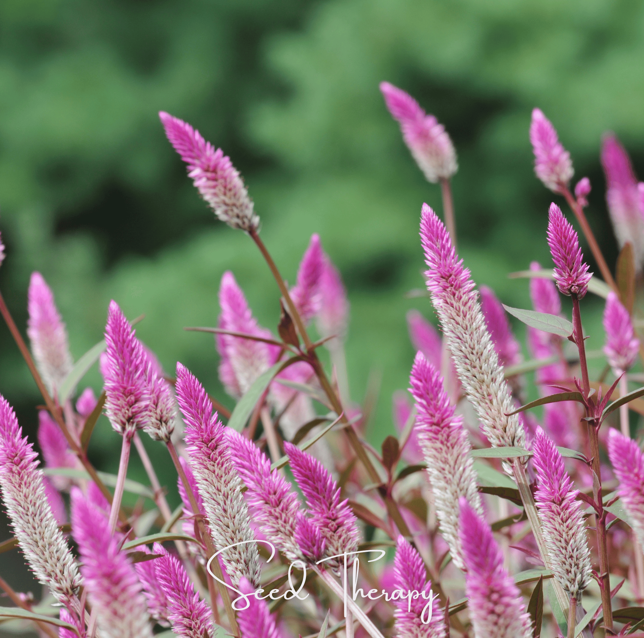 Flamingo Feather Celosia – 40 Seeds