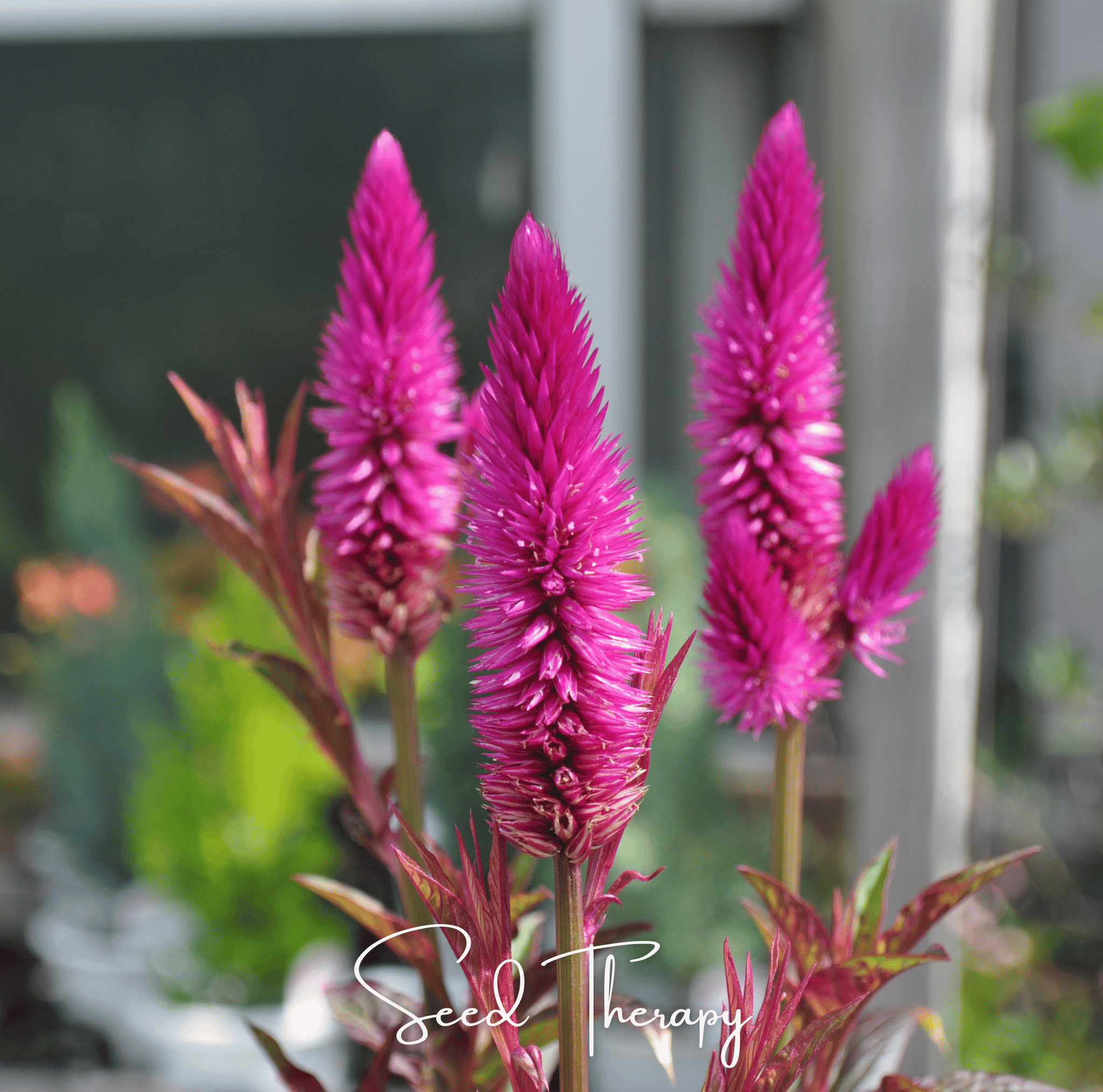 Flamingo Feather Celosia – 40 Seeds