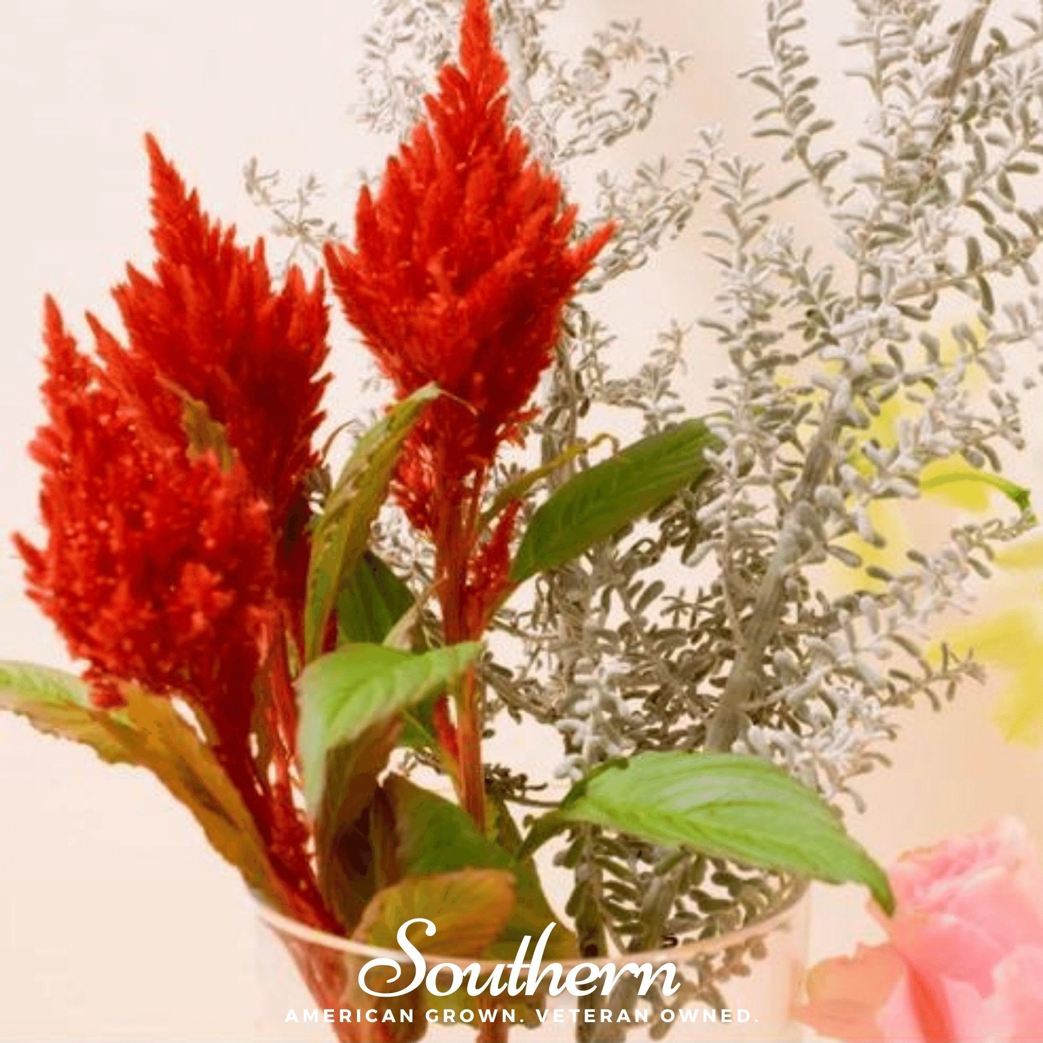 Nana Glitter Scarlet Celosia – 30 Seeds