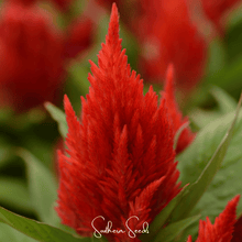 Load image into Gallery viewer, Scarlet Plume Celosia – 100 Seeds
