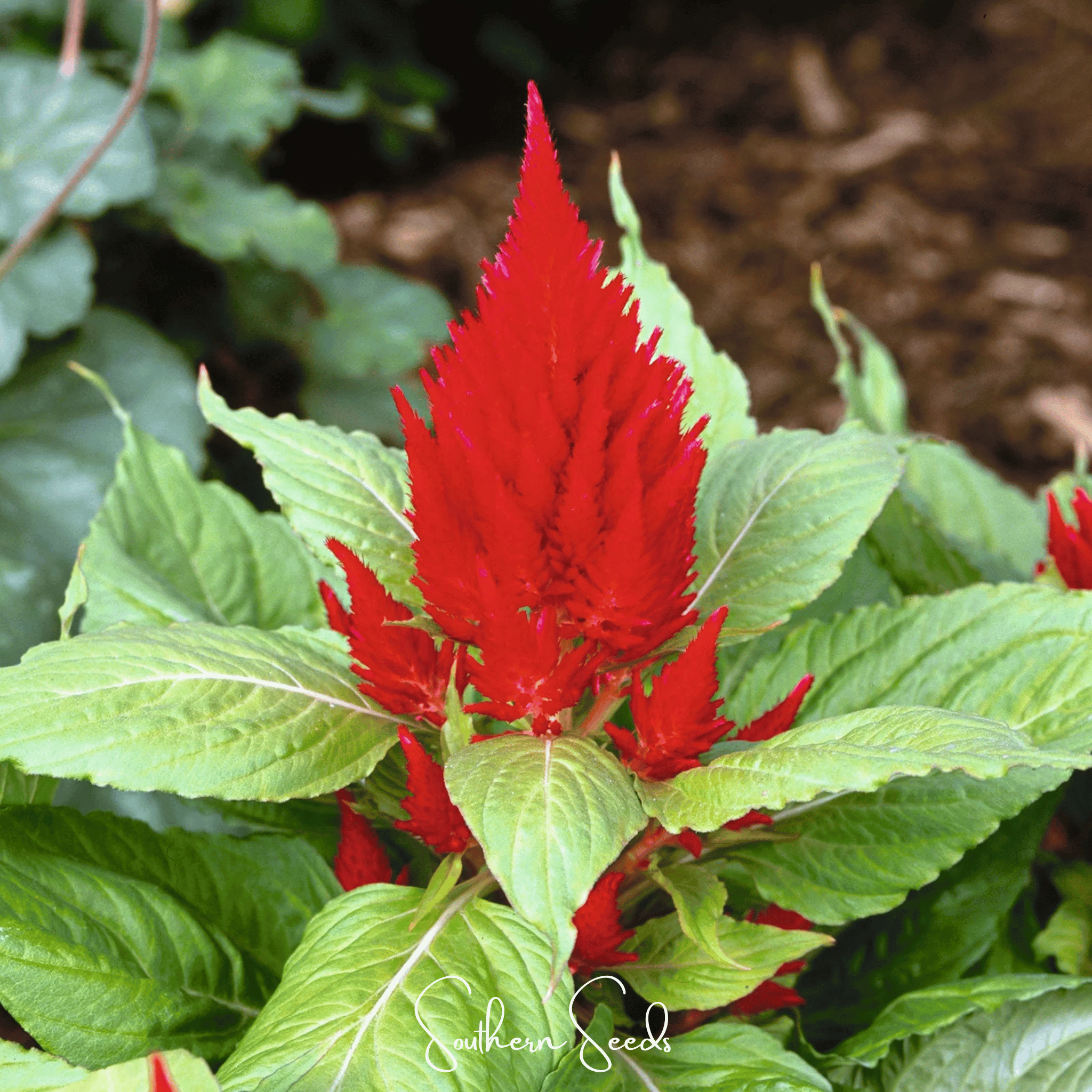 Scarlet Plume Celosia – 100 Seeds