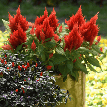 Load image into Gallery viewer, Scarlet Plume Celosia – 100 Seeds
