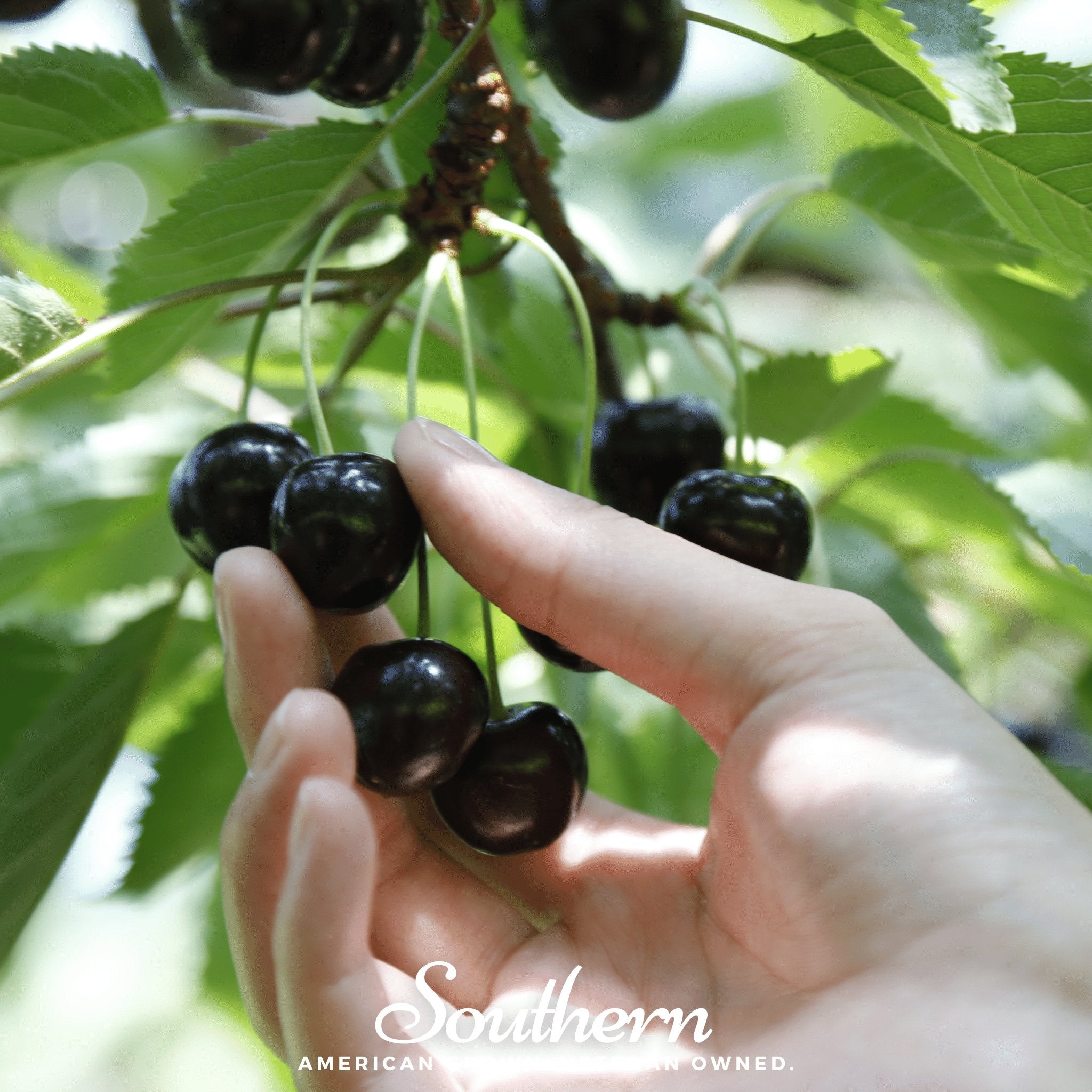 Black Cherry – 15 Seeds