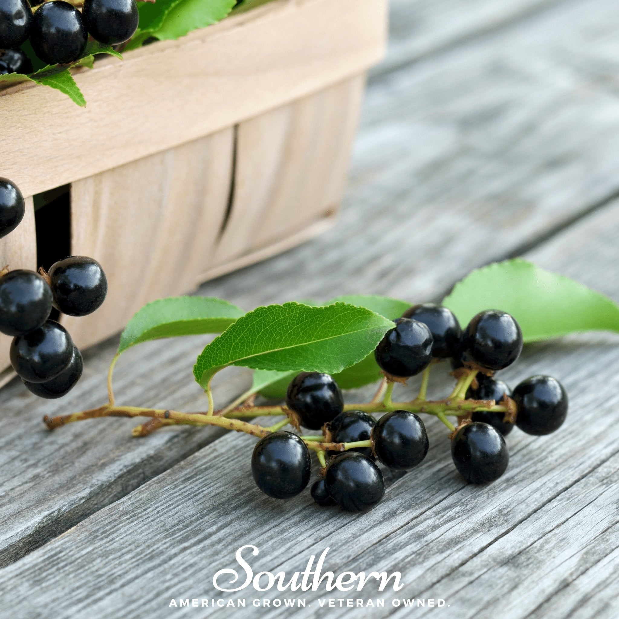 Black Cherry – 15 Seeds