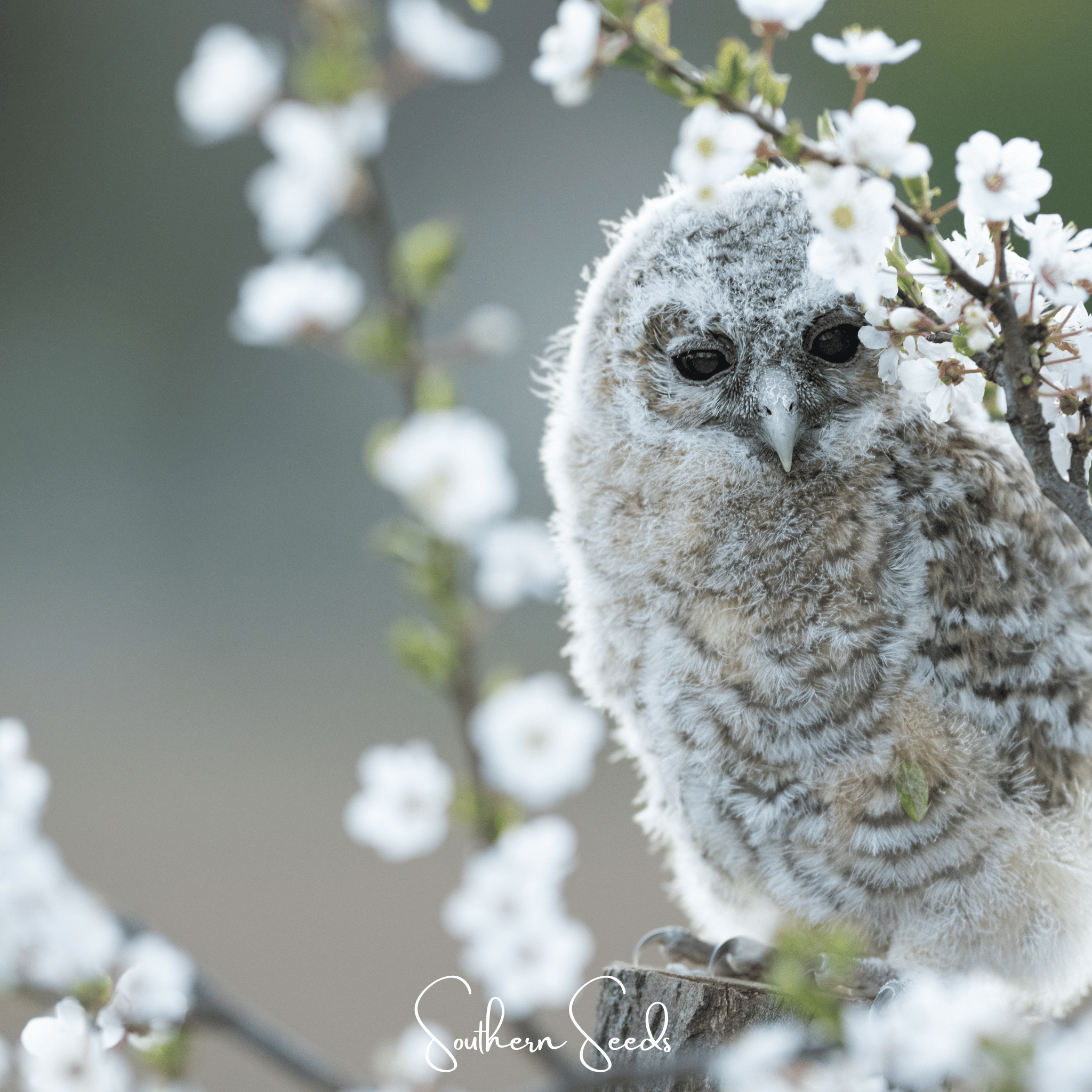 Cherry Plum – 5 Seeds