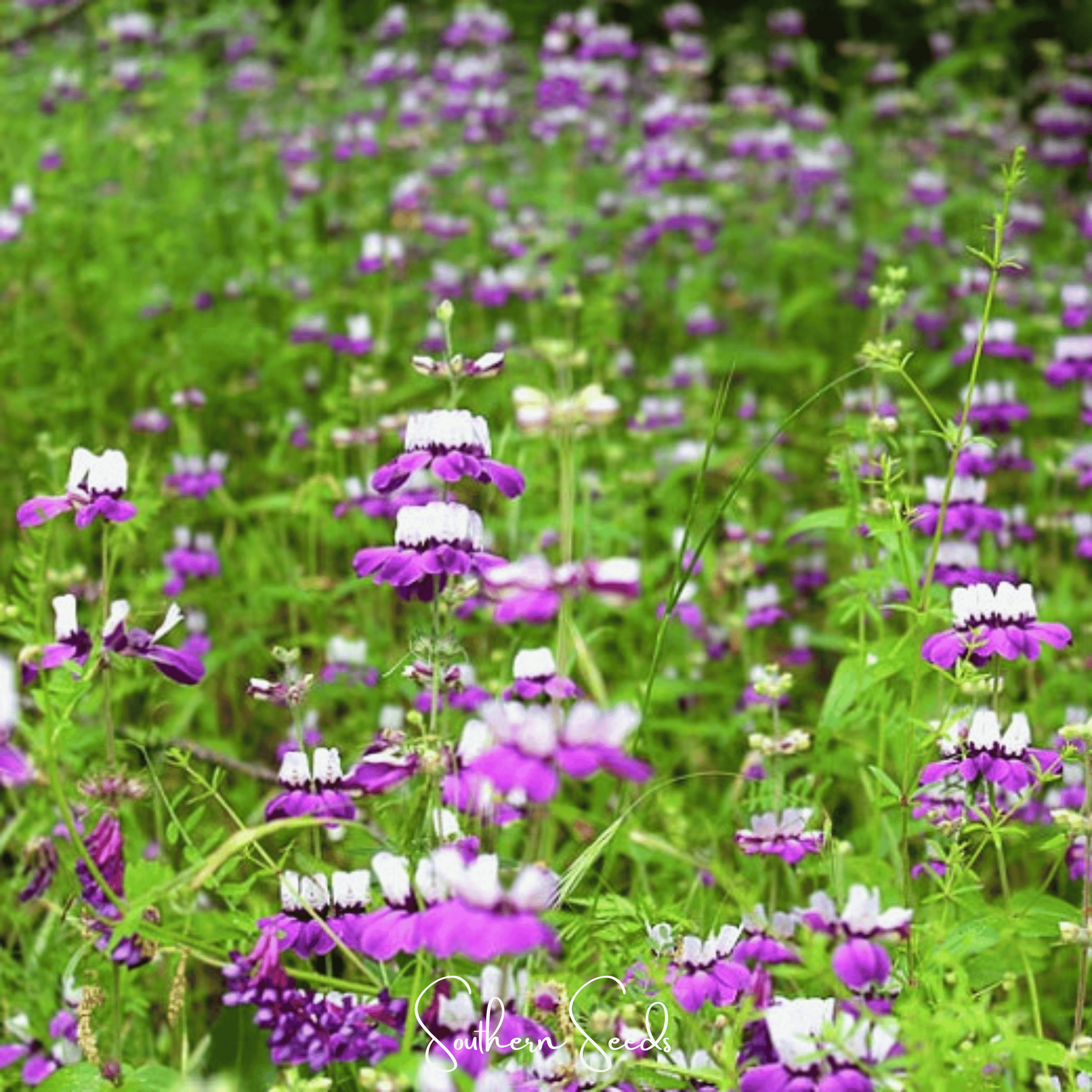 Chinese House - Innocence  – 100 Seeds