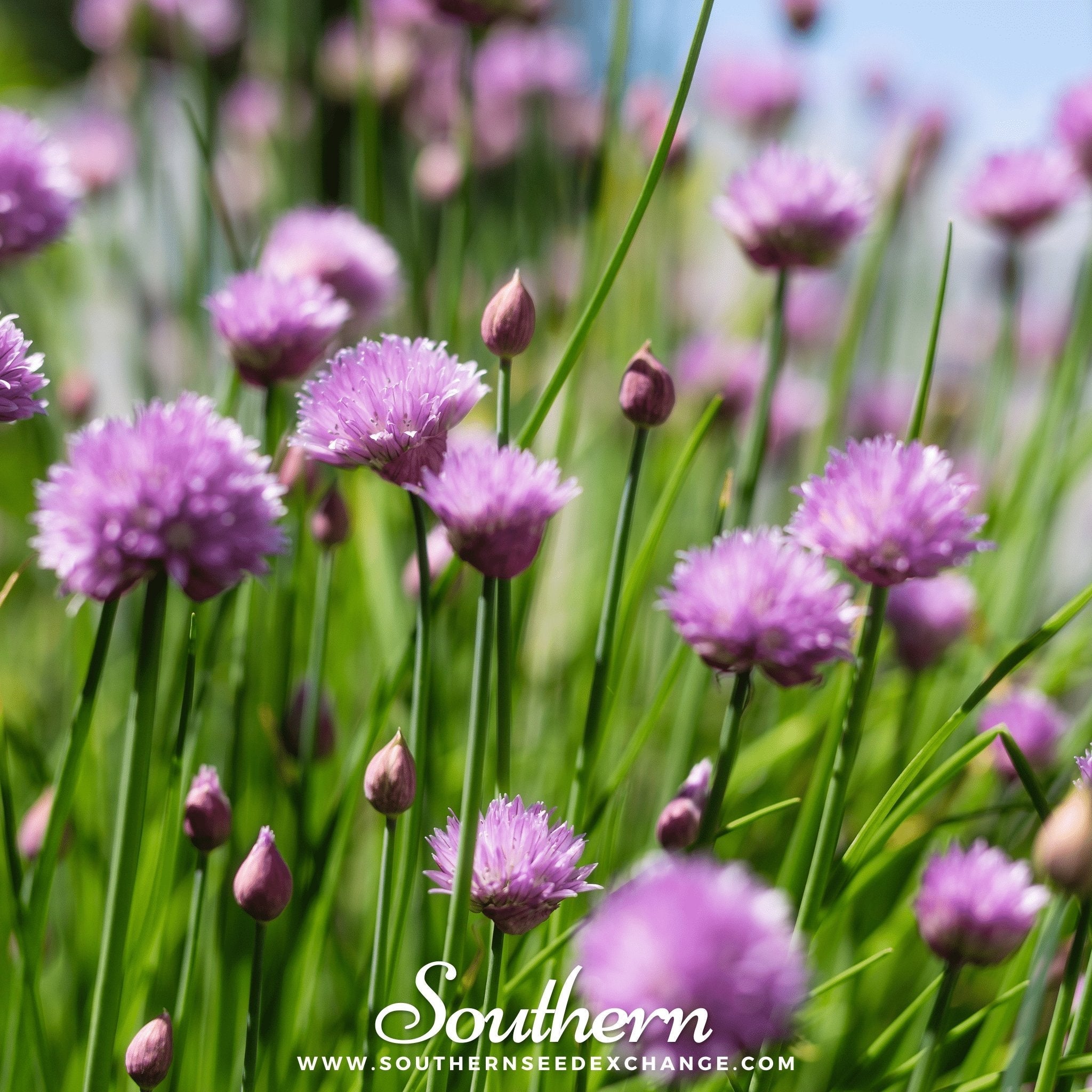 Chives – 100 Seeds