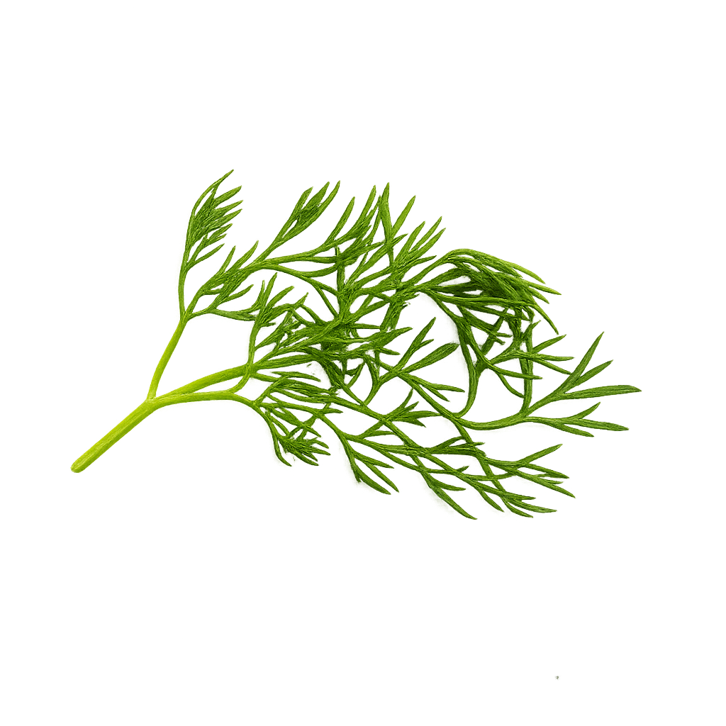 Olle Gardens Seedlings Herb Bundle