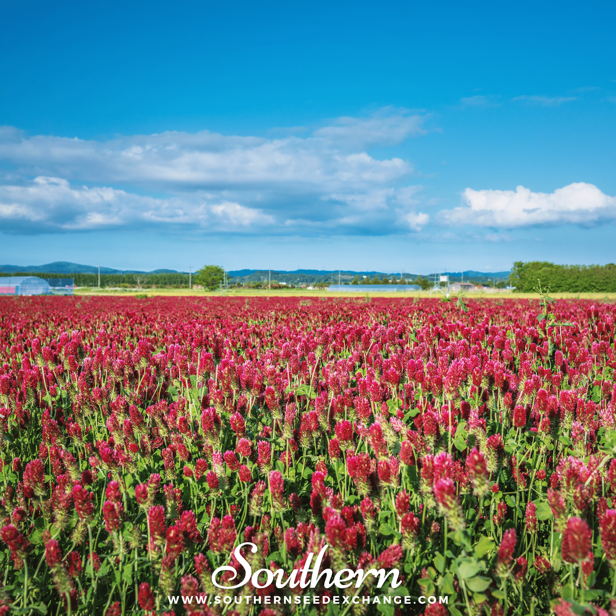 Crimson “Dixie” Clover – 1,000 Seeds