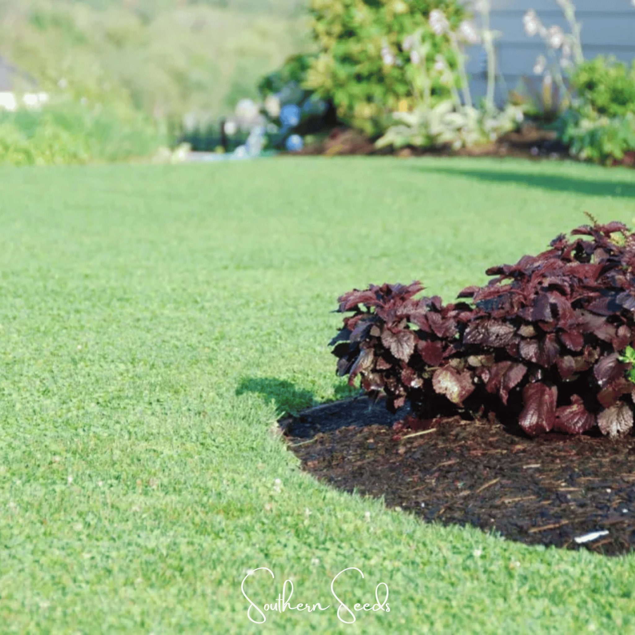 Micro Clover (Mini) – 10,000 Seeds