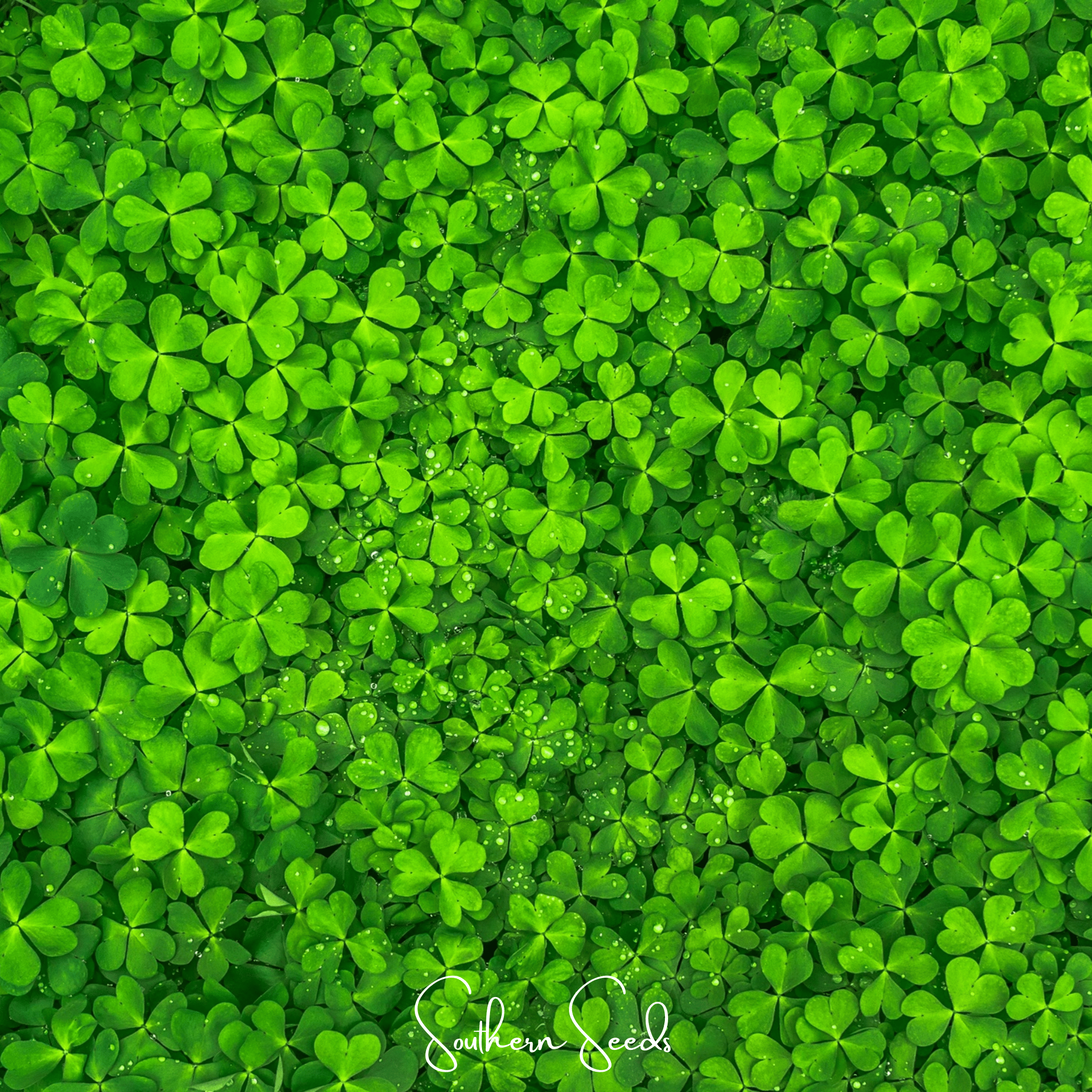 Micro Clover (Mini) – 10,000 Seeds