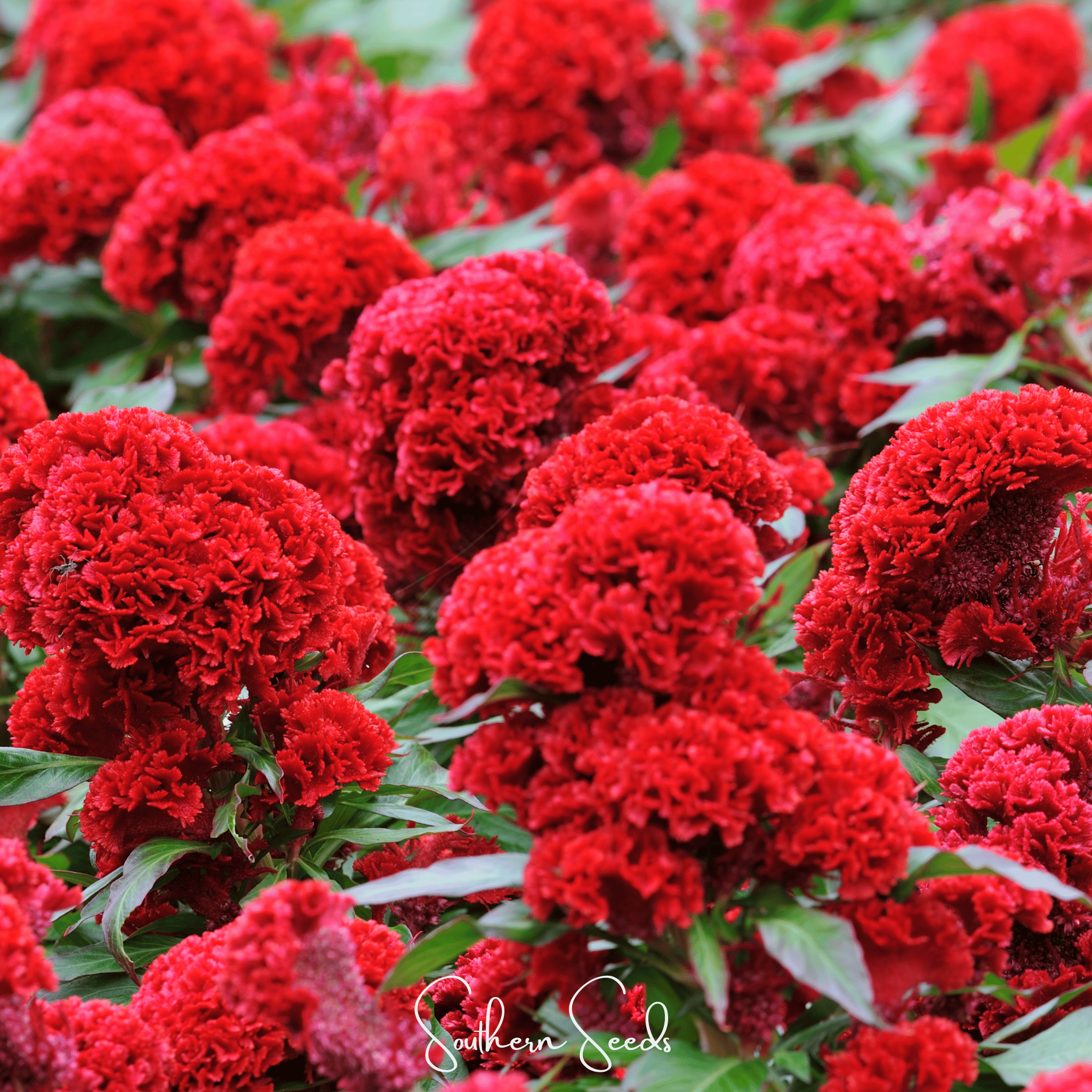 Carmine Cockscomb – 25 Seeds