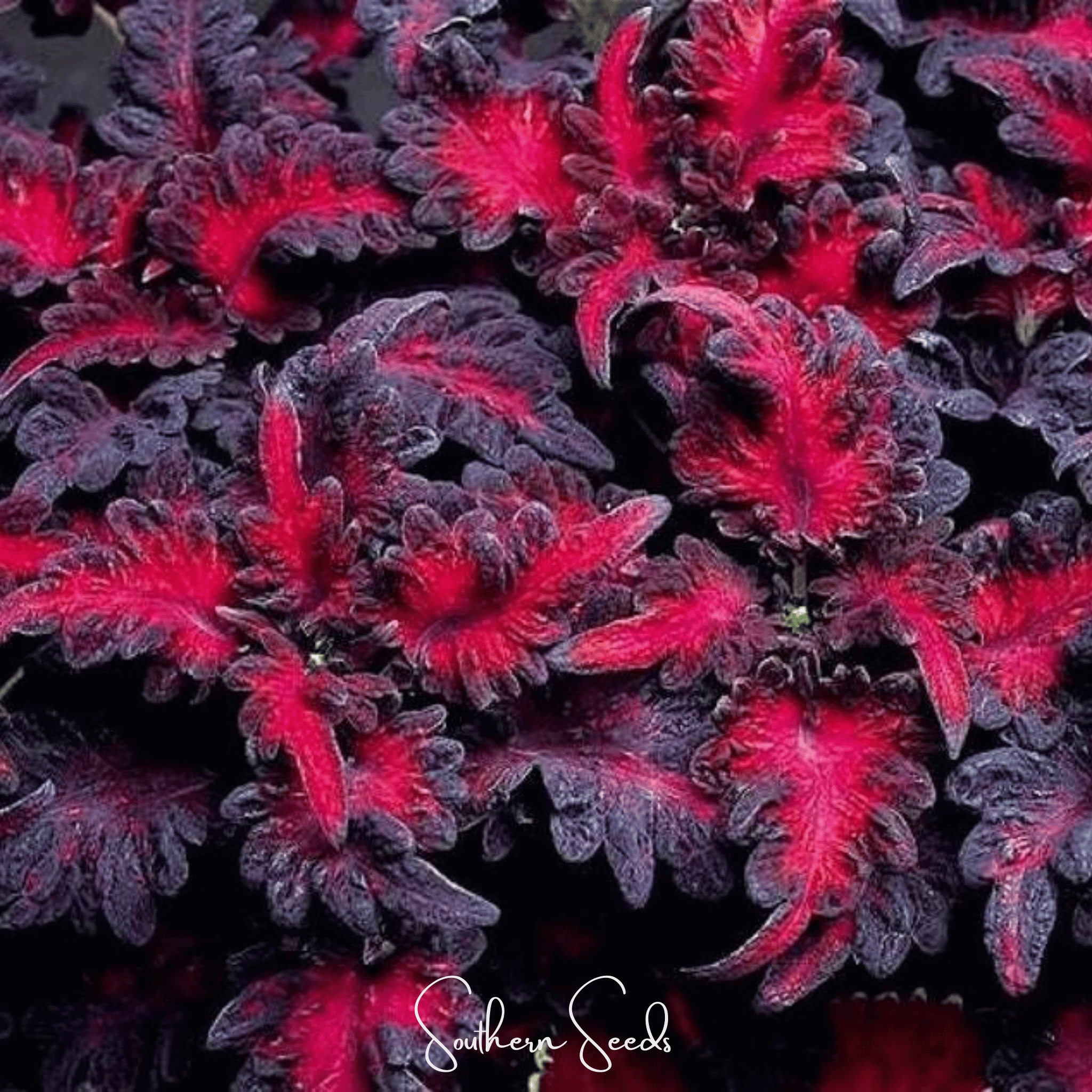 Black Dragon Coleus – 20 Seeds