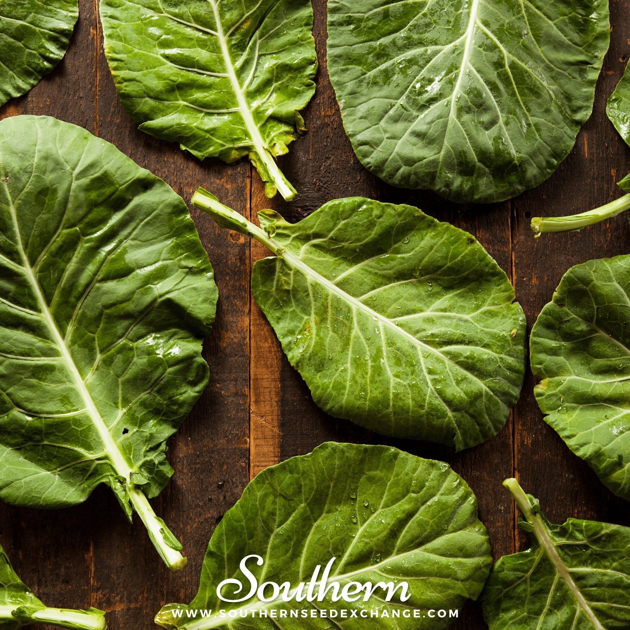 Champion Collard – 100 Seeds