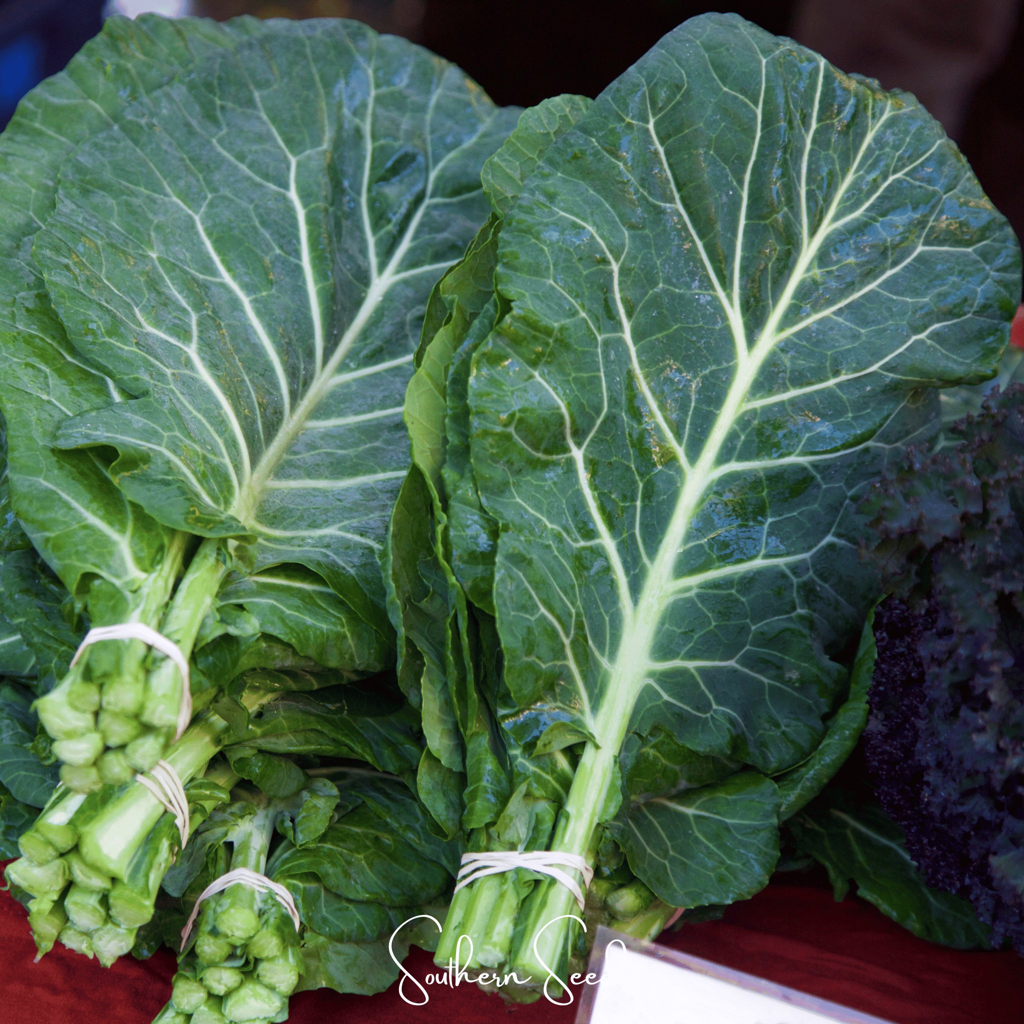 Georgia Collard Greens – 100 Seeds