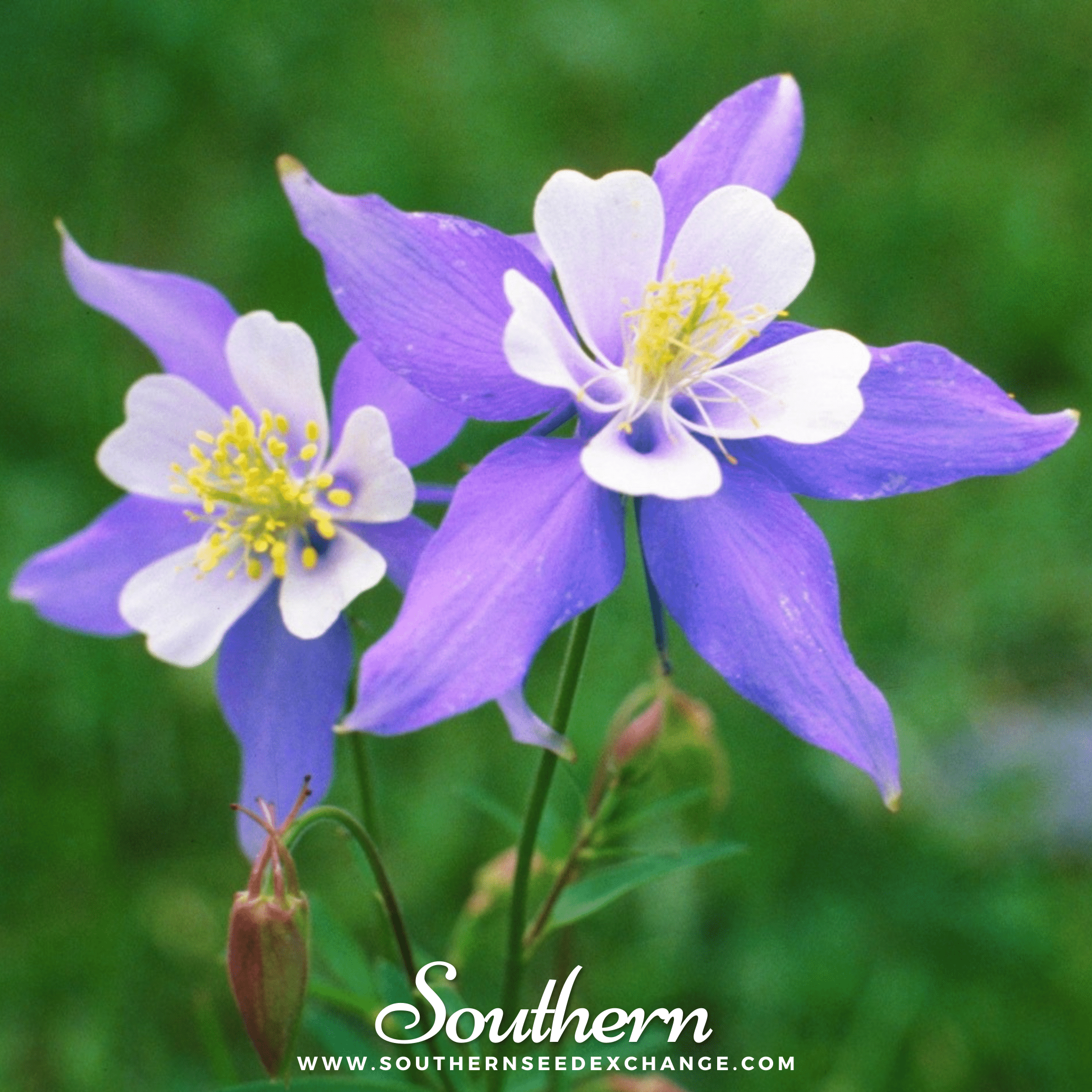 Dwarf Columbine Mix – 100 Seeds