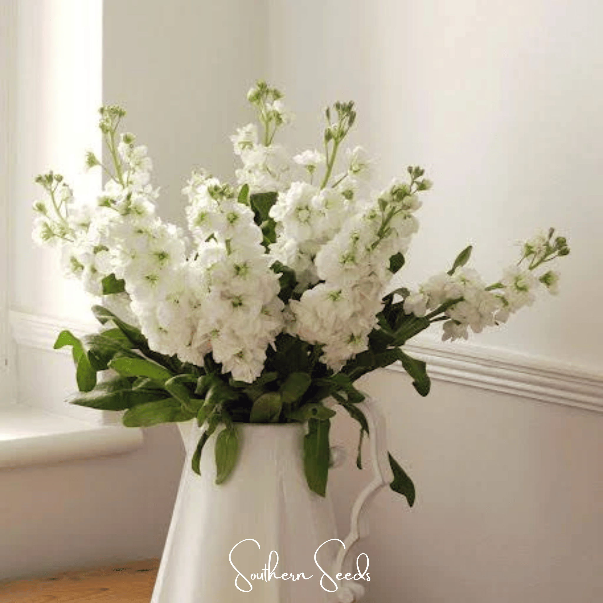 White Goddess Column Stock – 50 Seeds