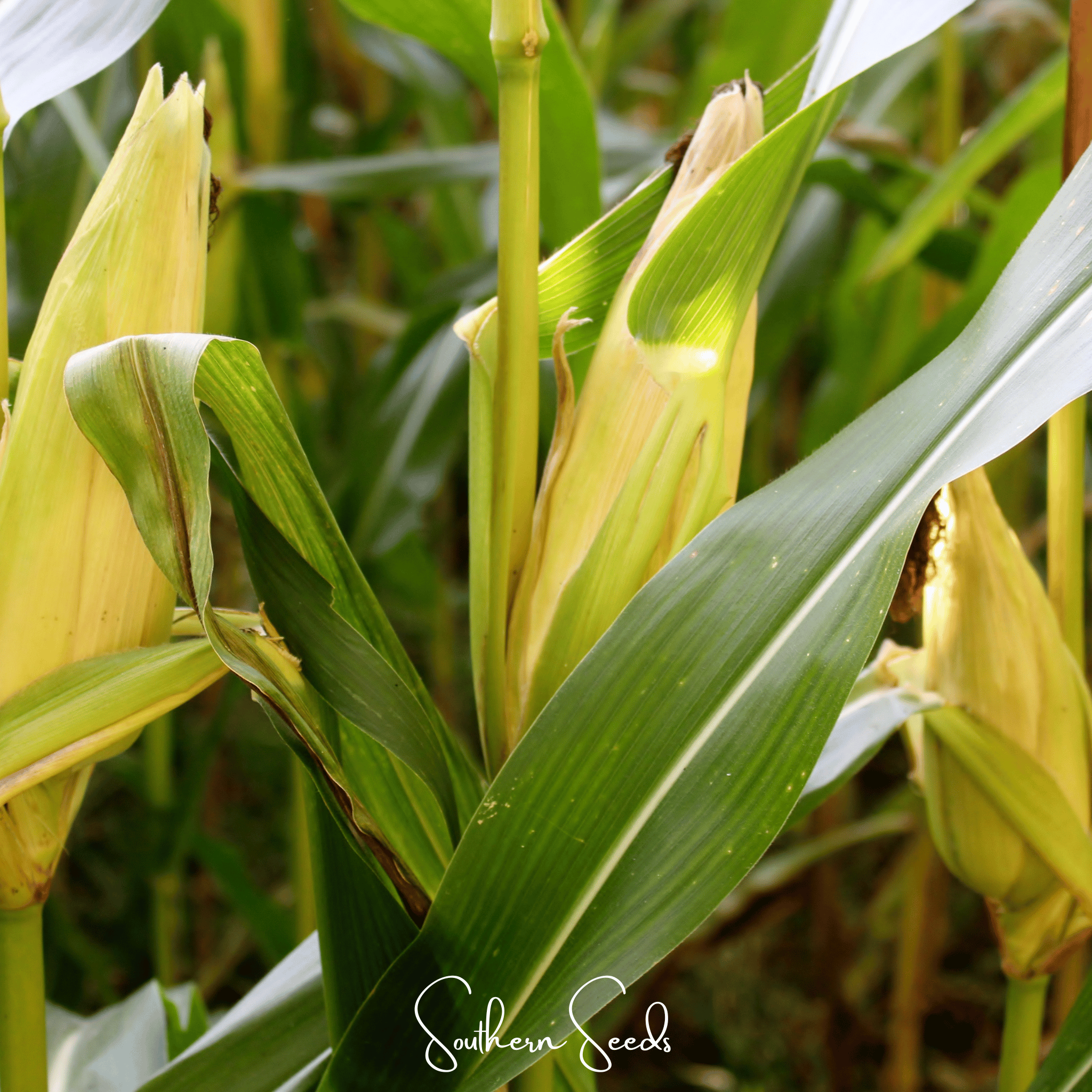 Kandy Korn Corn – 30 Seeds