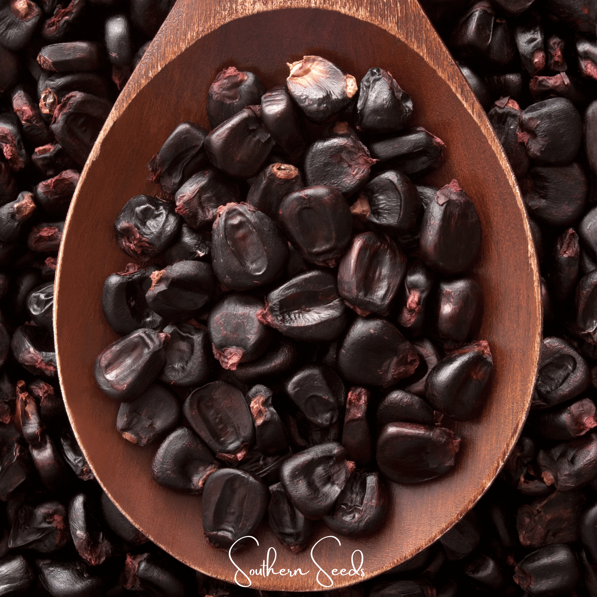 Morado Montana Maize Corn – 25 Seeds