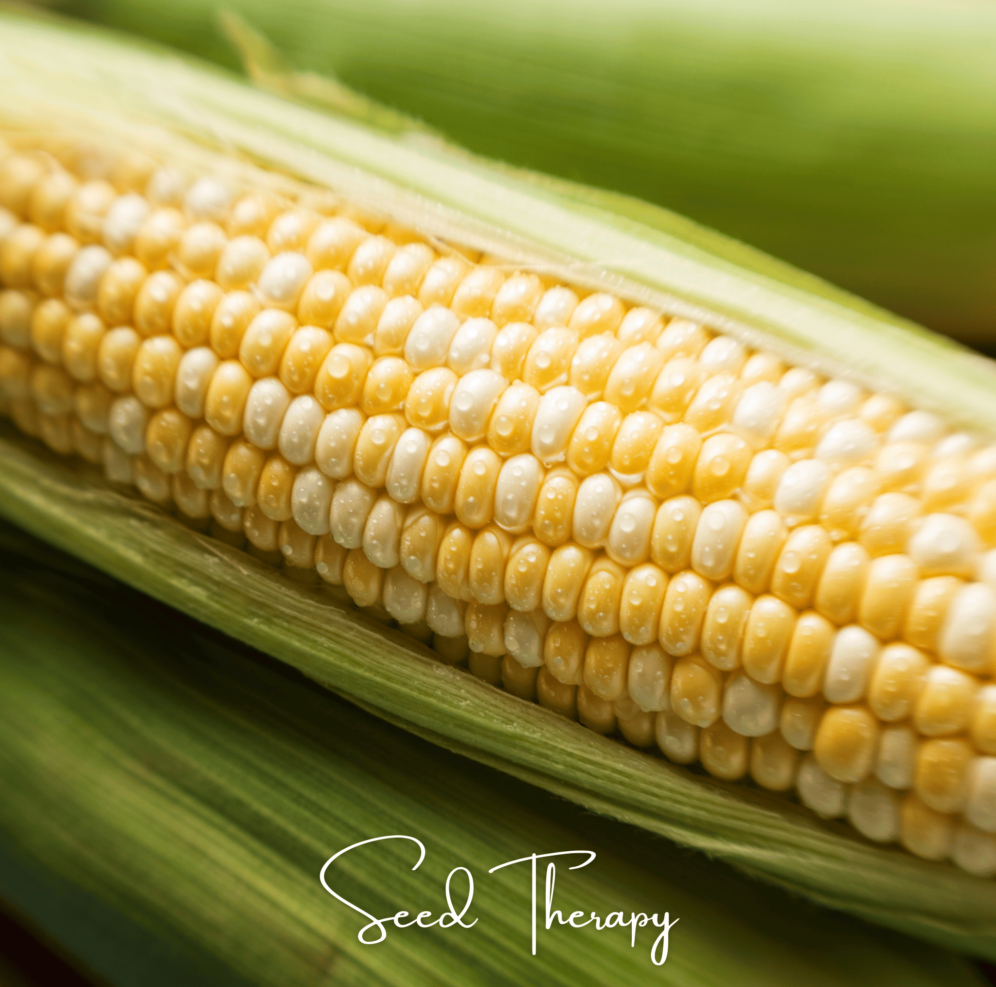 Peaches & Cream Corn – 30 Seeds