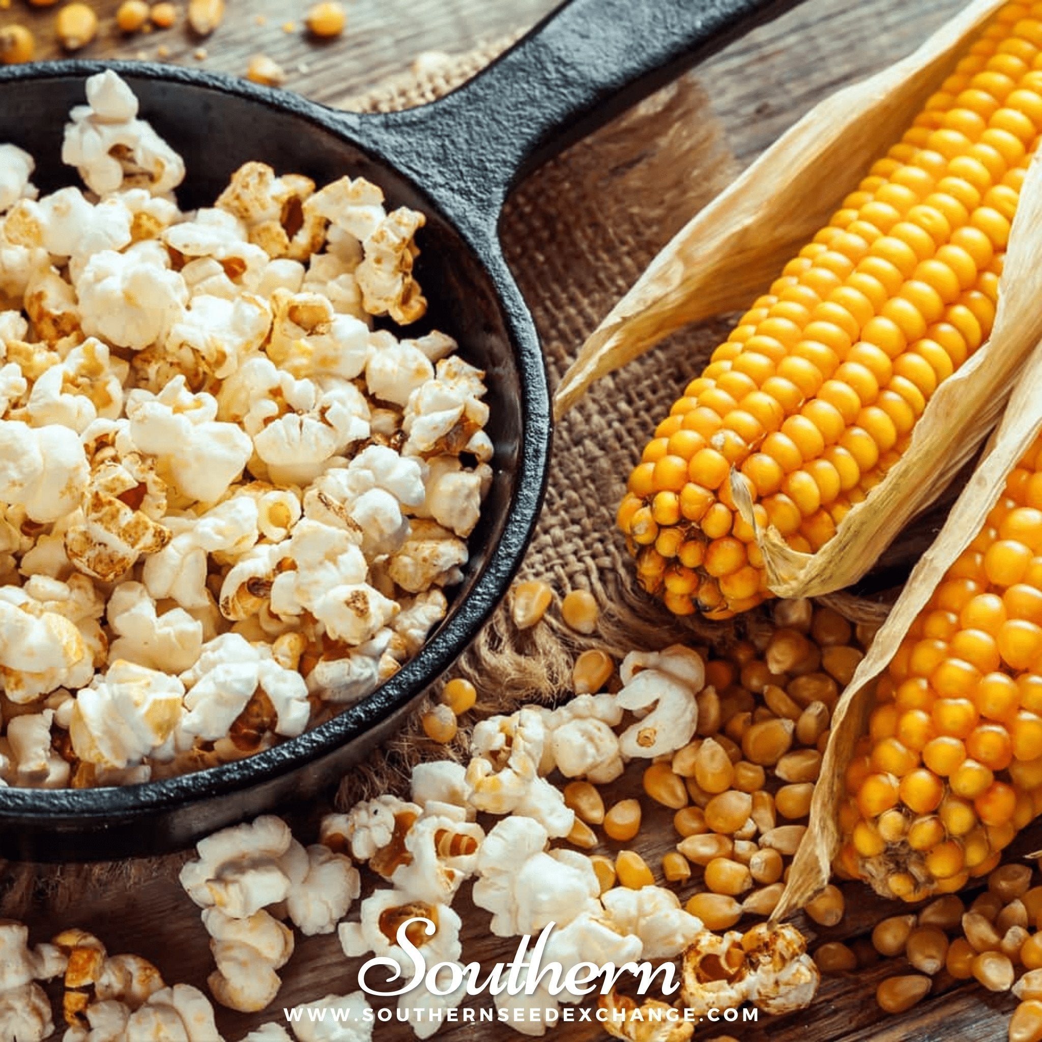 Popcorn Corn – 30 Seeds