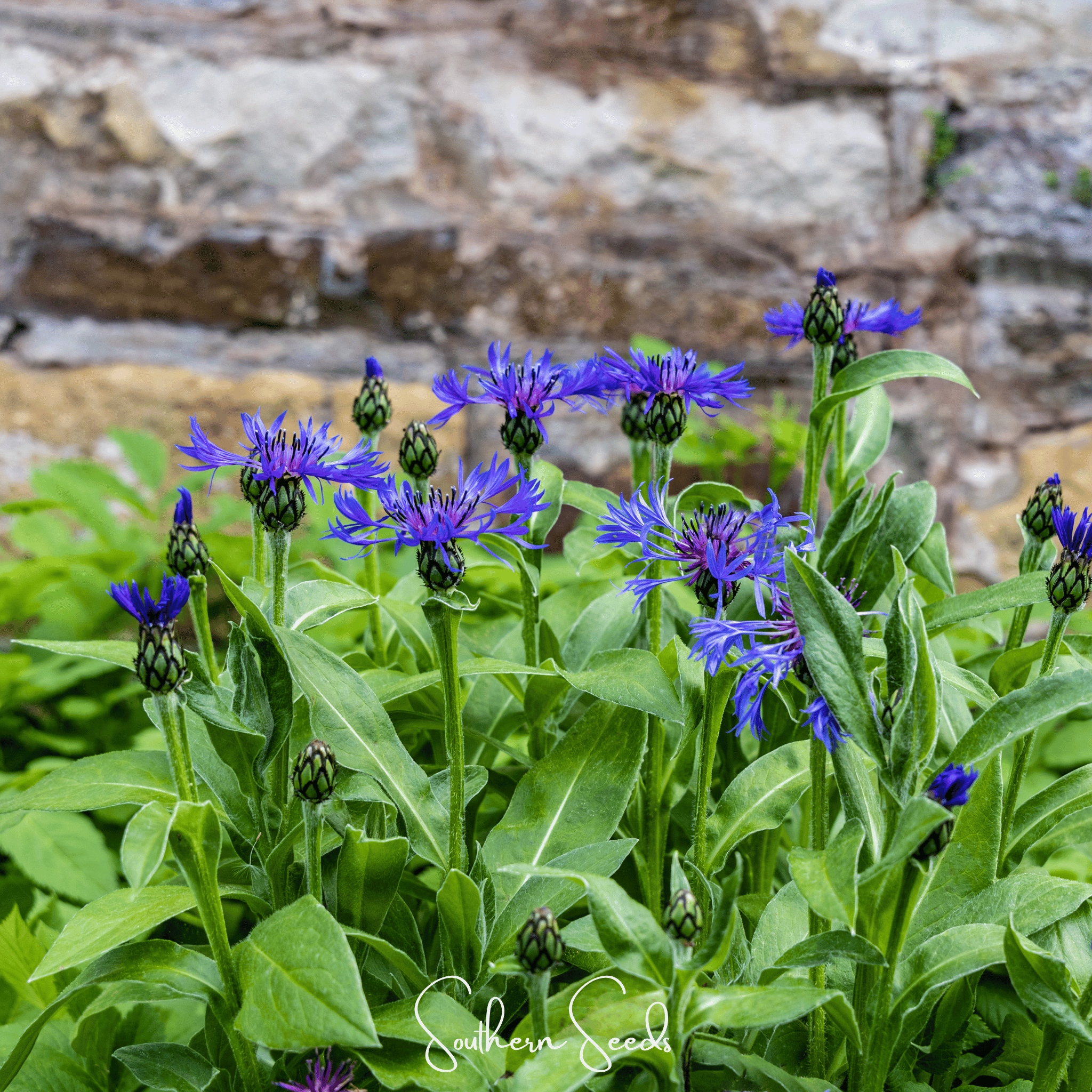 Montana Cornflower – 30 Seeds