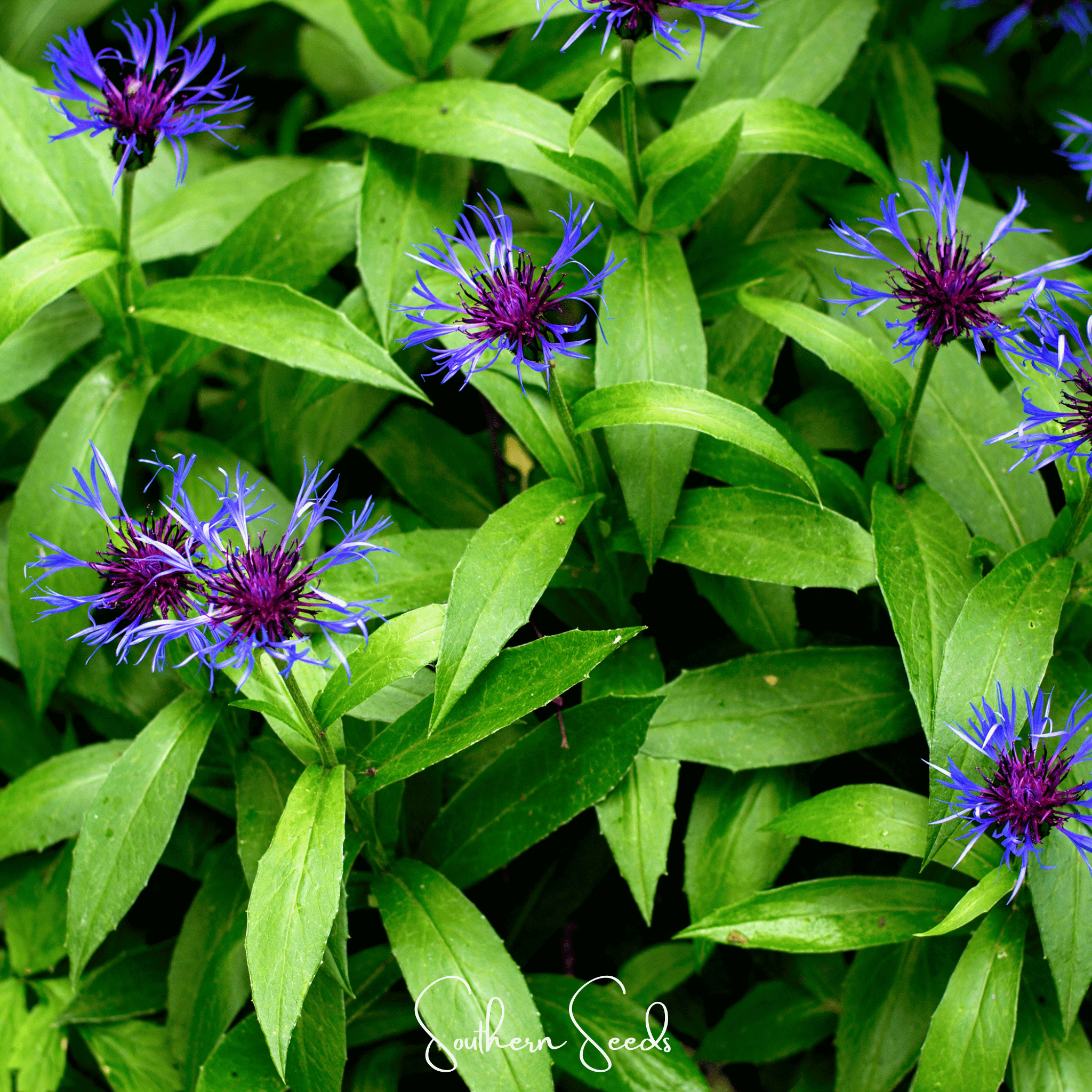 Montana Cornflower – 30 Seeds