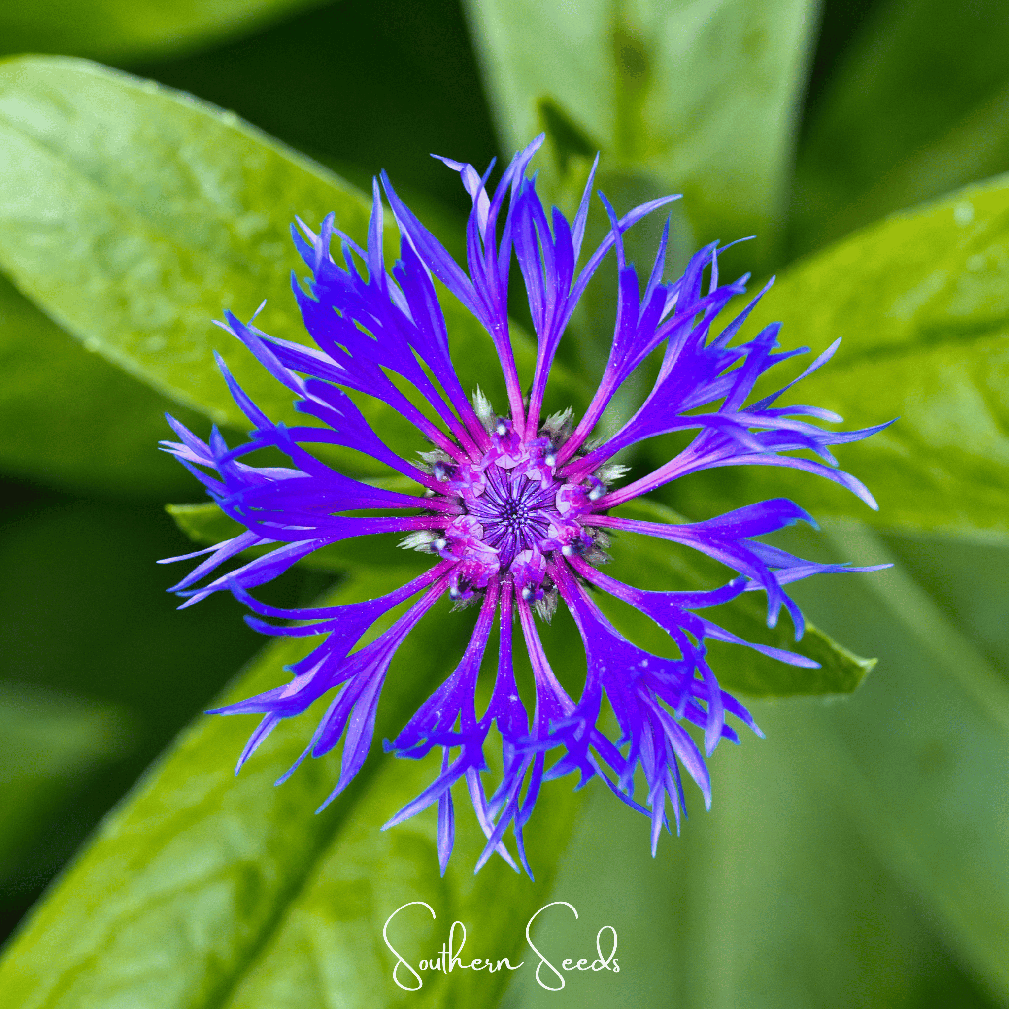 Montana Cornflower – 30 Seeds