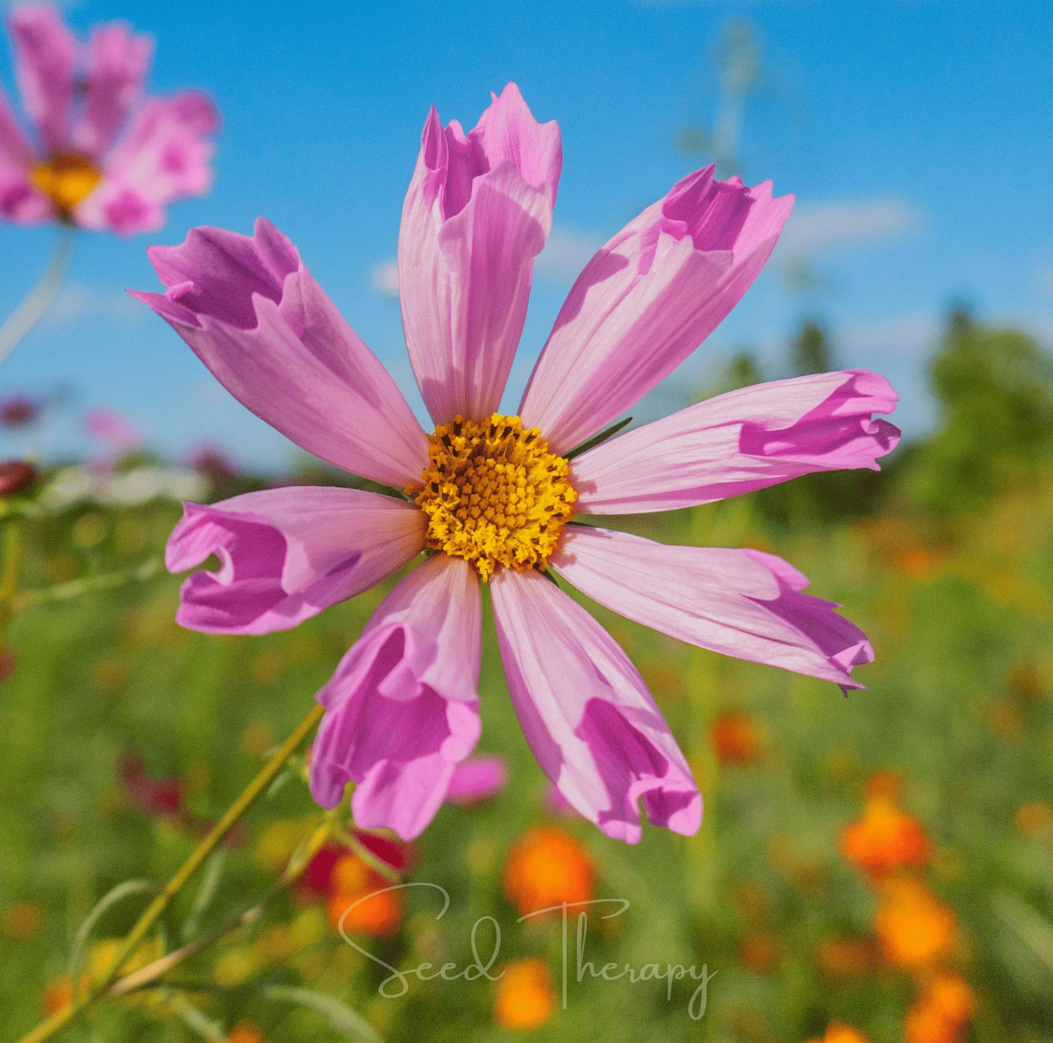 Sea Shells Cosmos – 100 Seeds