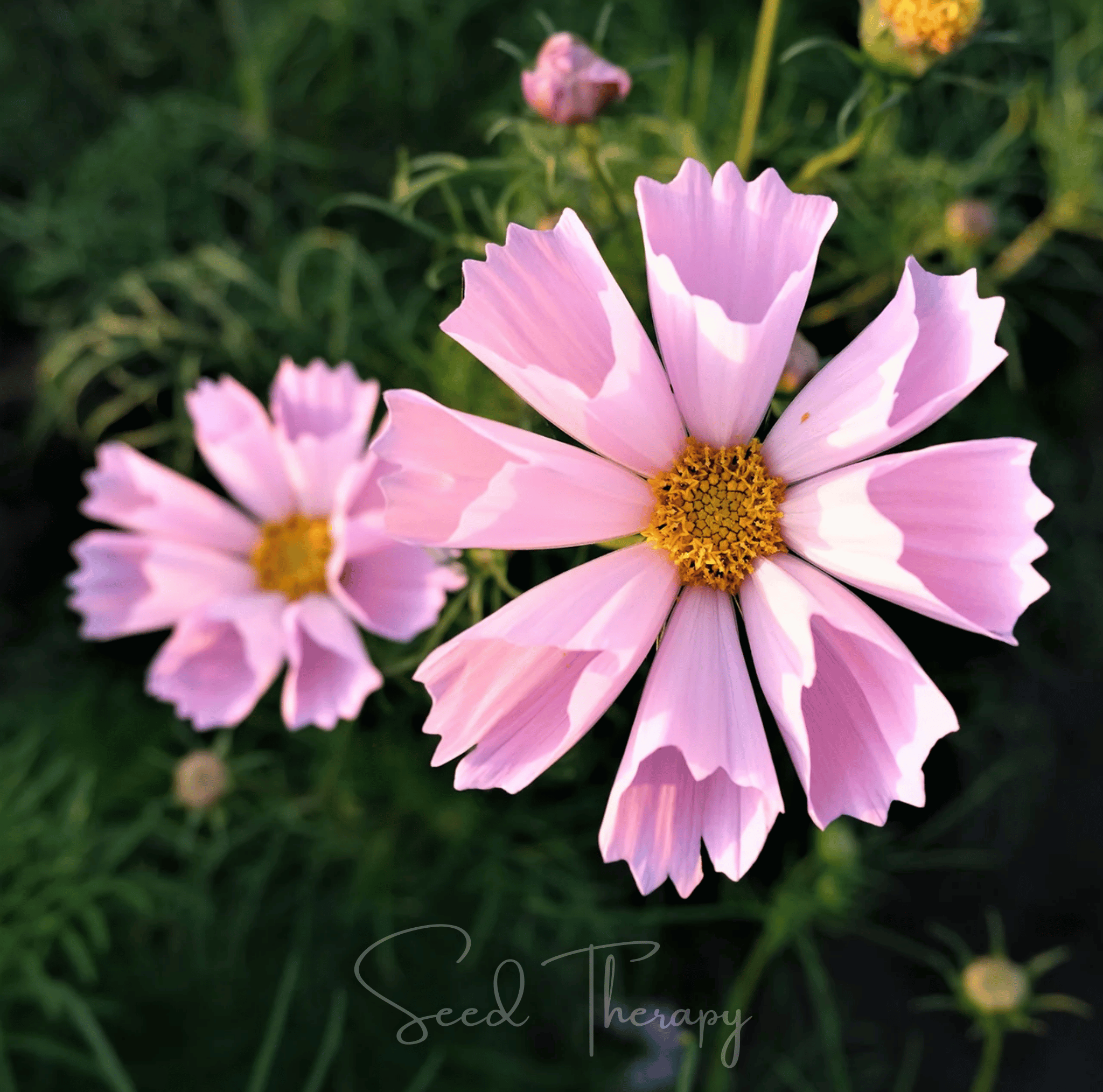 Sea Shells Cosmos – 100 Seeds