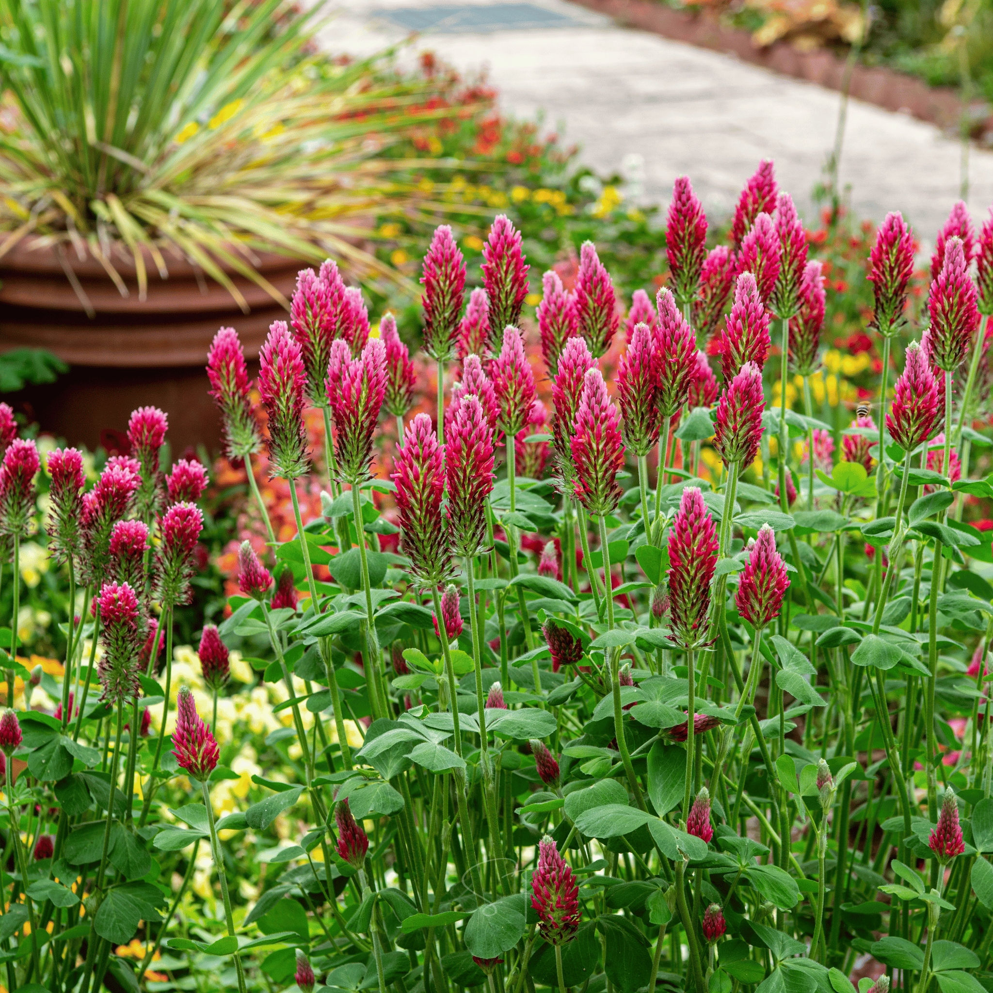 Crimson “Dixie” Clover – 1,000 Seeds