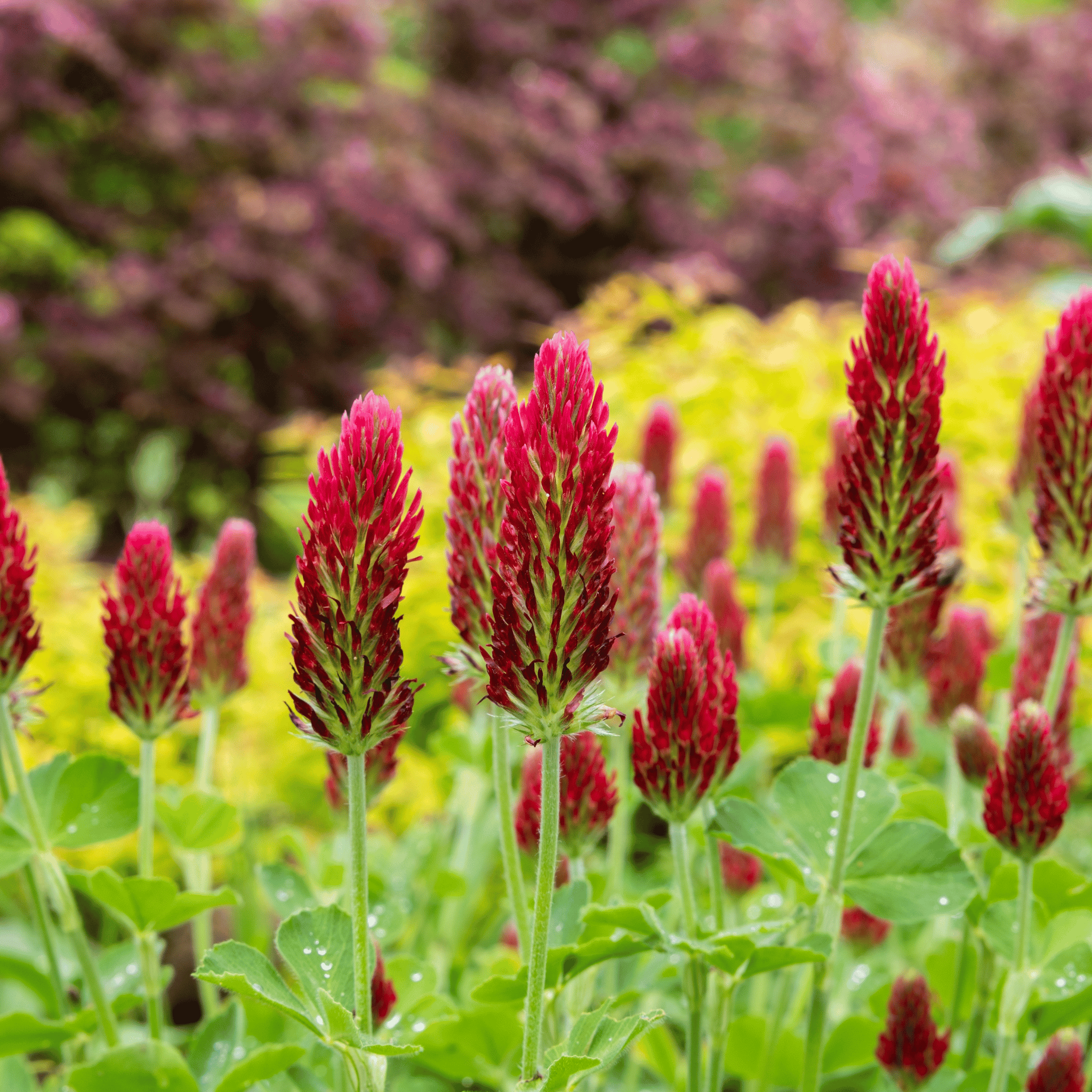 Crimson “Dixie” Clover – 1,000 Seeds