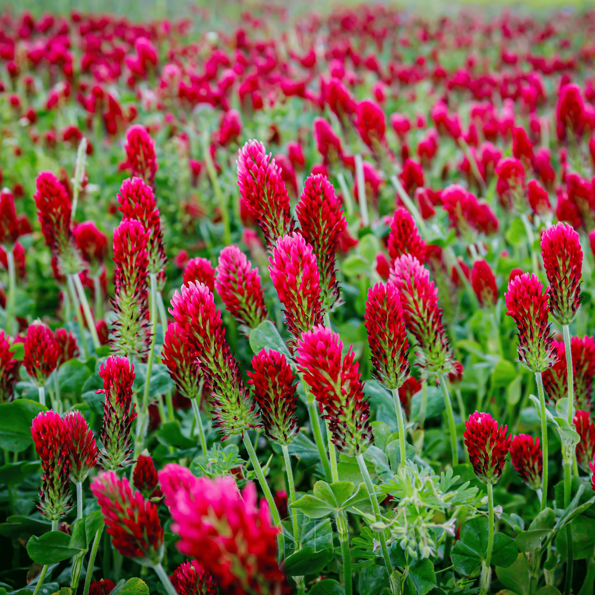 Crimson “Dixie” Clover – 1,000 Seeds