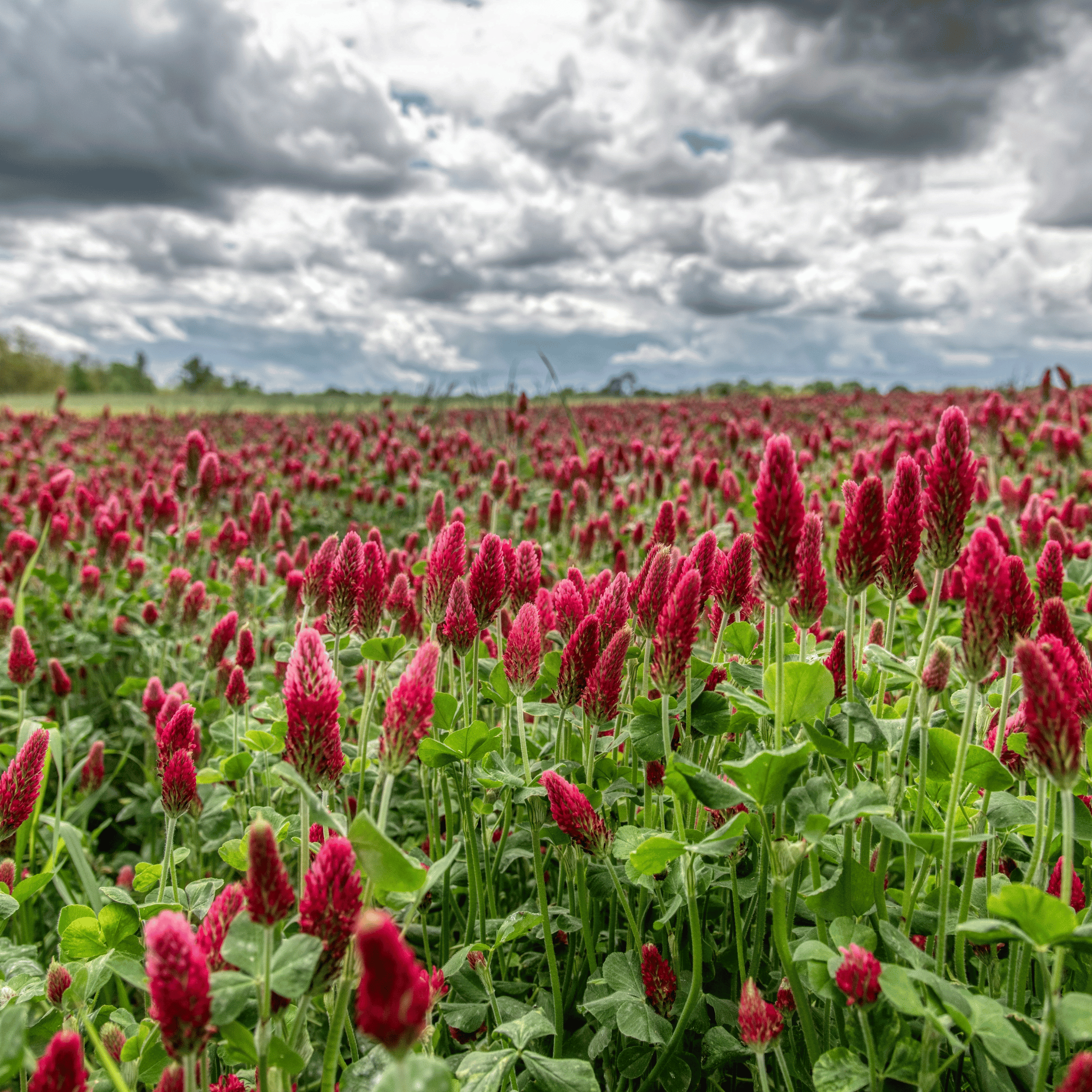 Crimson “Dixie” Clover – 1,000 Seeds