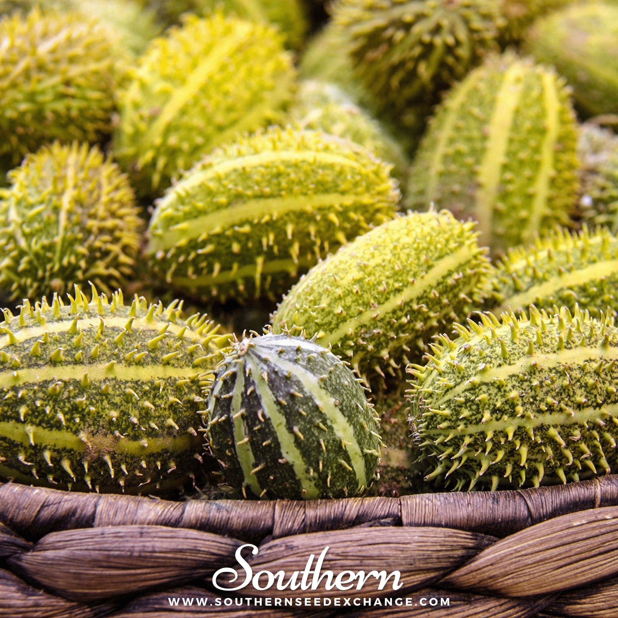 West Indian Gherkin Cucumber – 30 Seeds