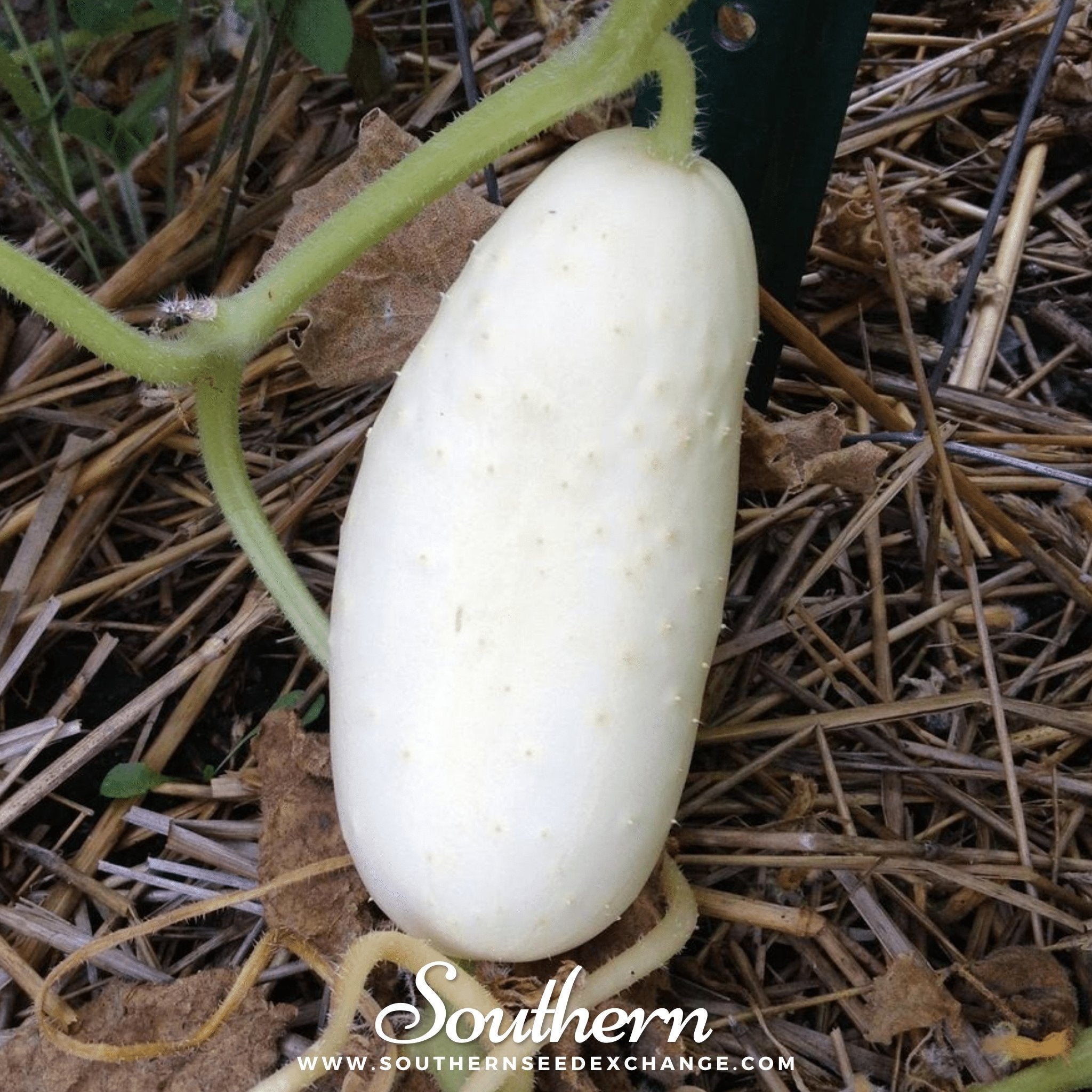 White Wonder Cucumber – 30 Seeds