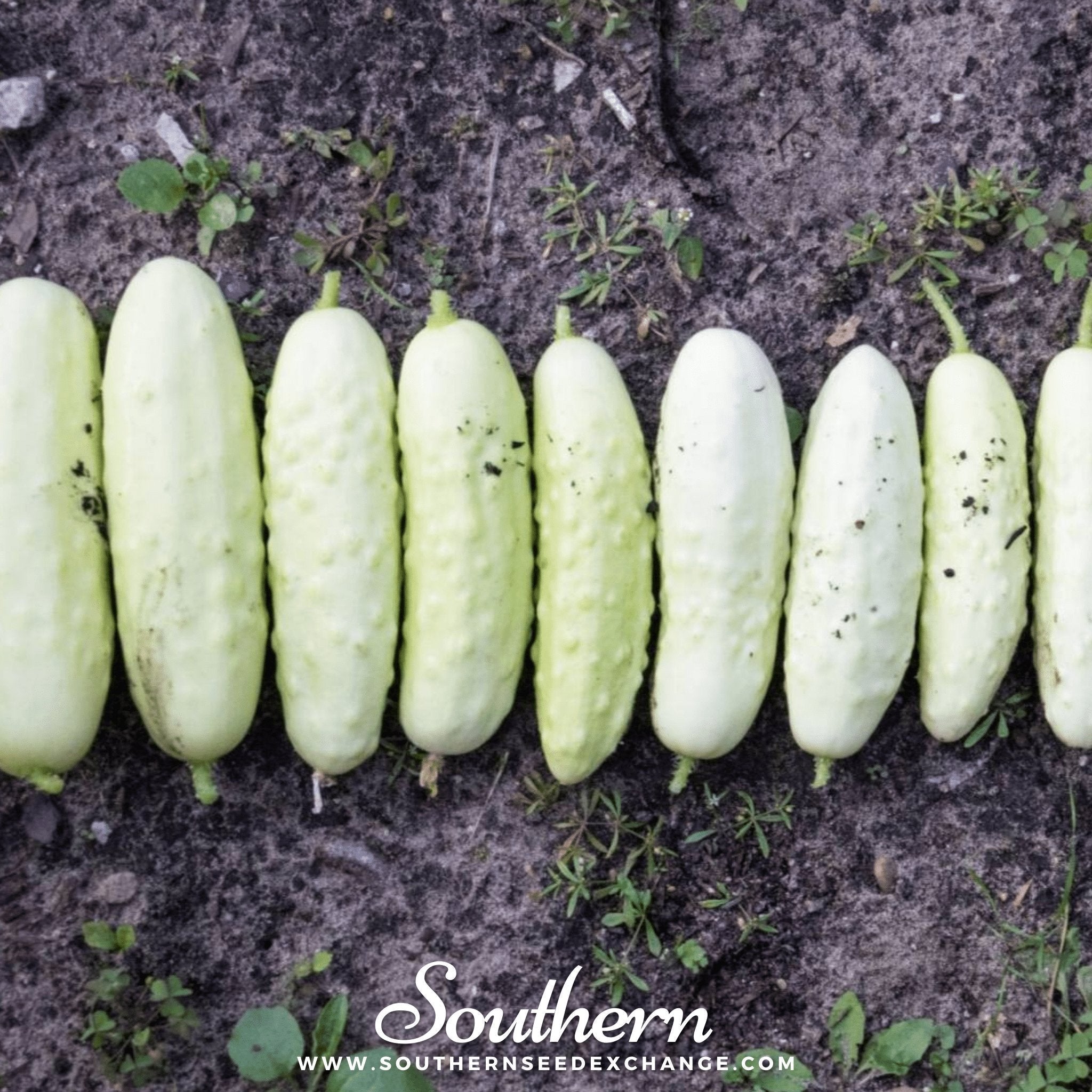White Wonder Cucumber – 30 Seeds