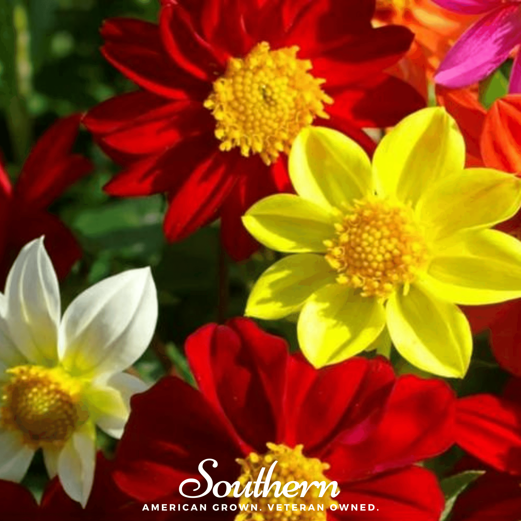 Mignon Dahlia Mix – 25 Seeds