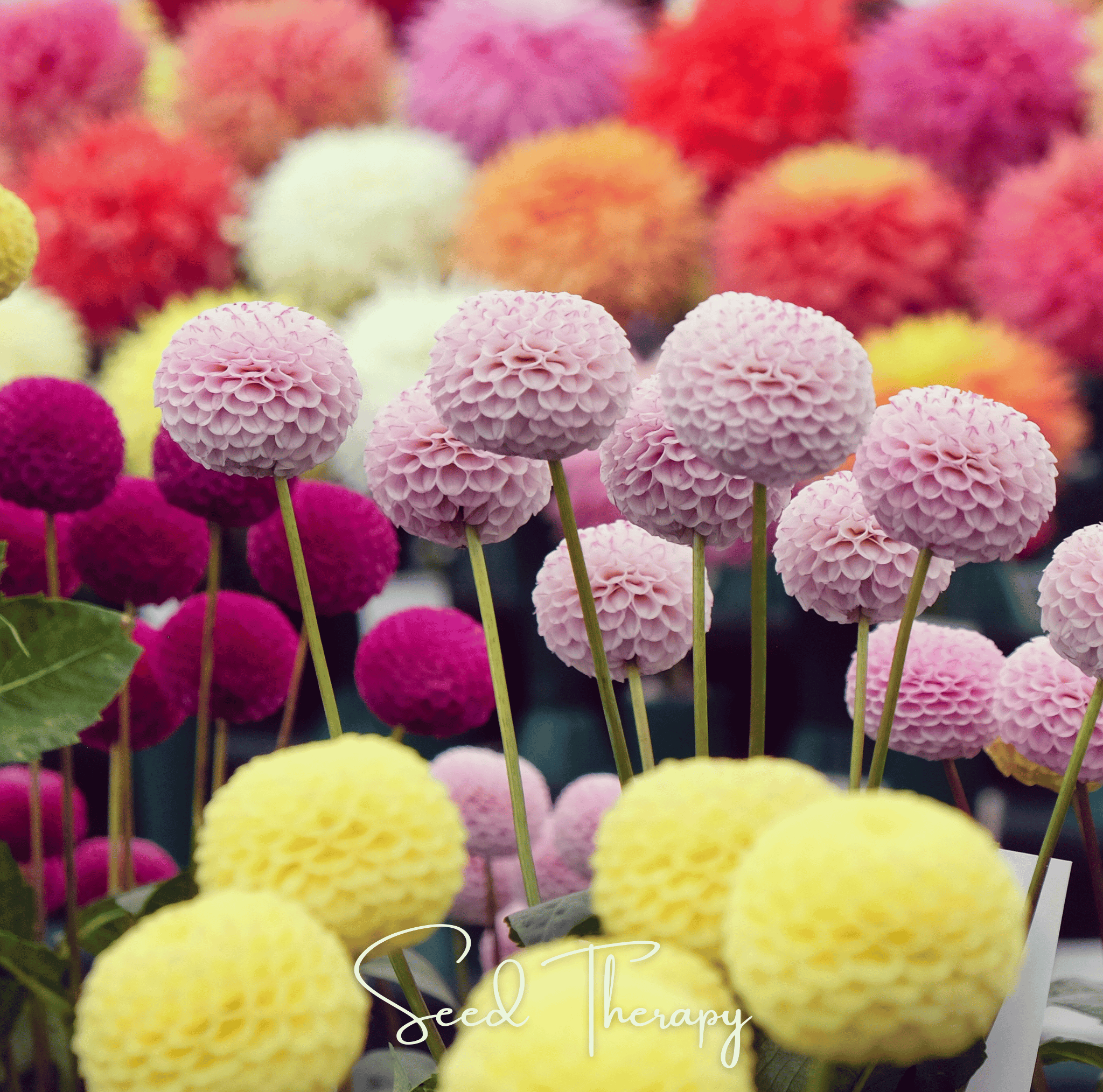 Pompon Dahlia Mix – 25 Seeds