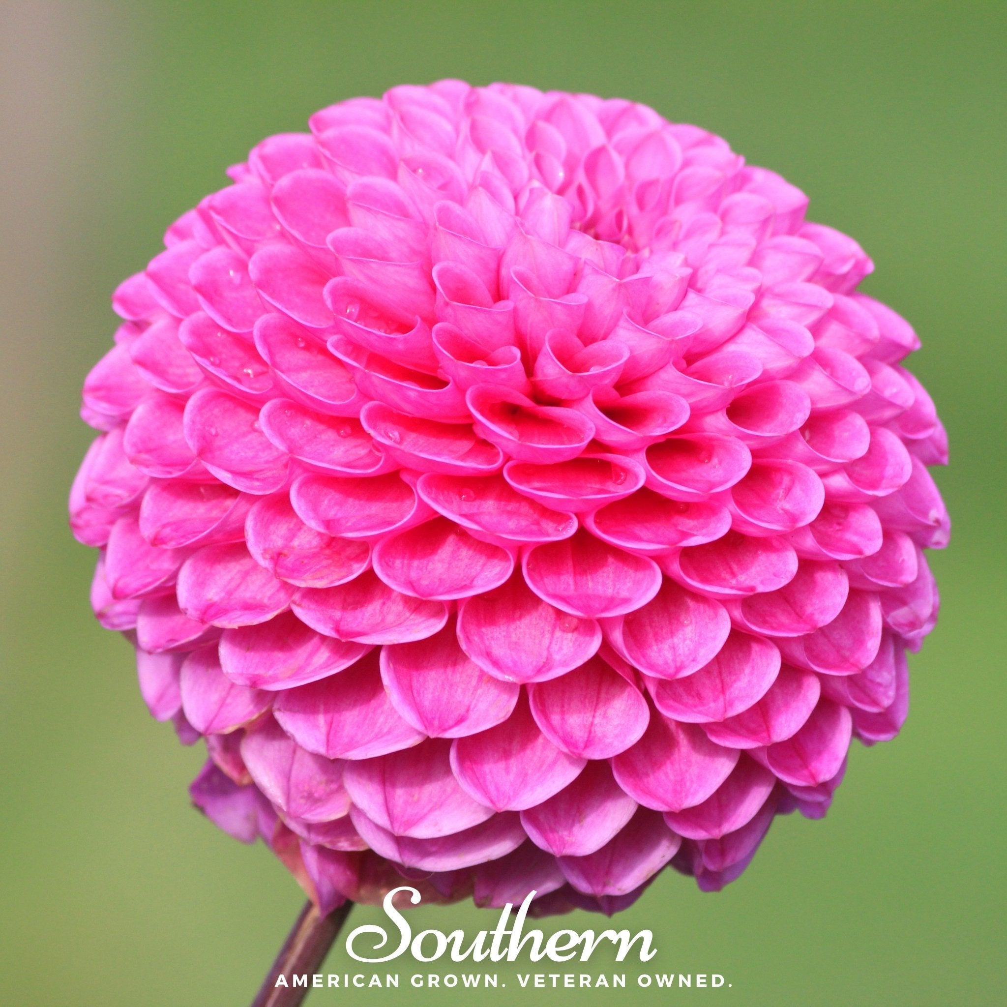 Pompon Dahlia Mix – 25 Seeds