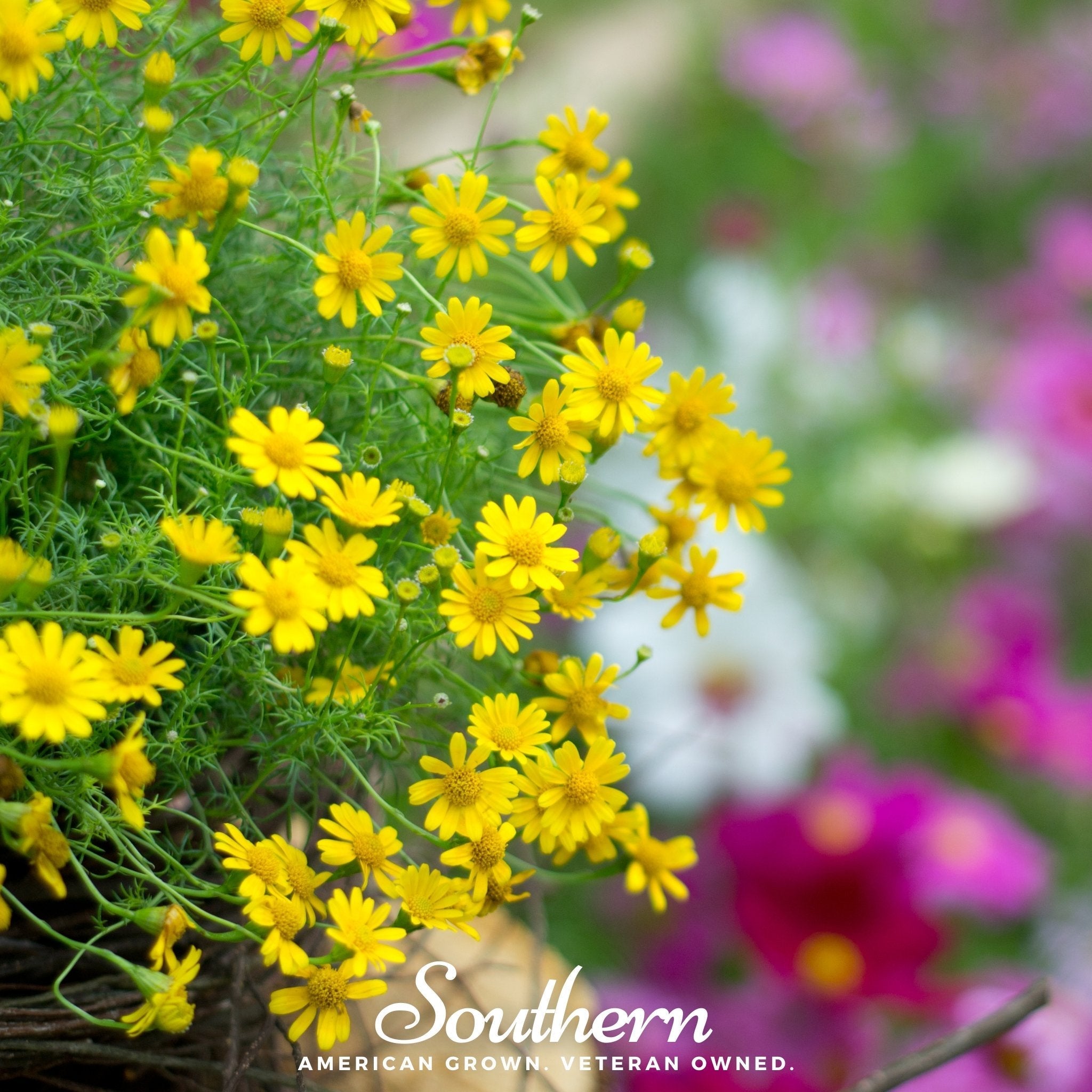 Dahlberg Daisy – 500 Seeds